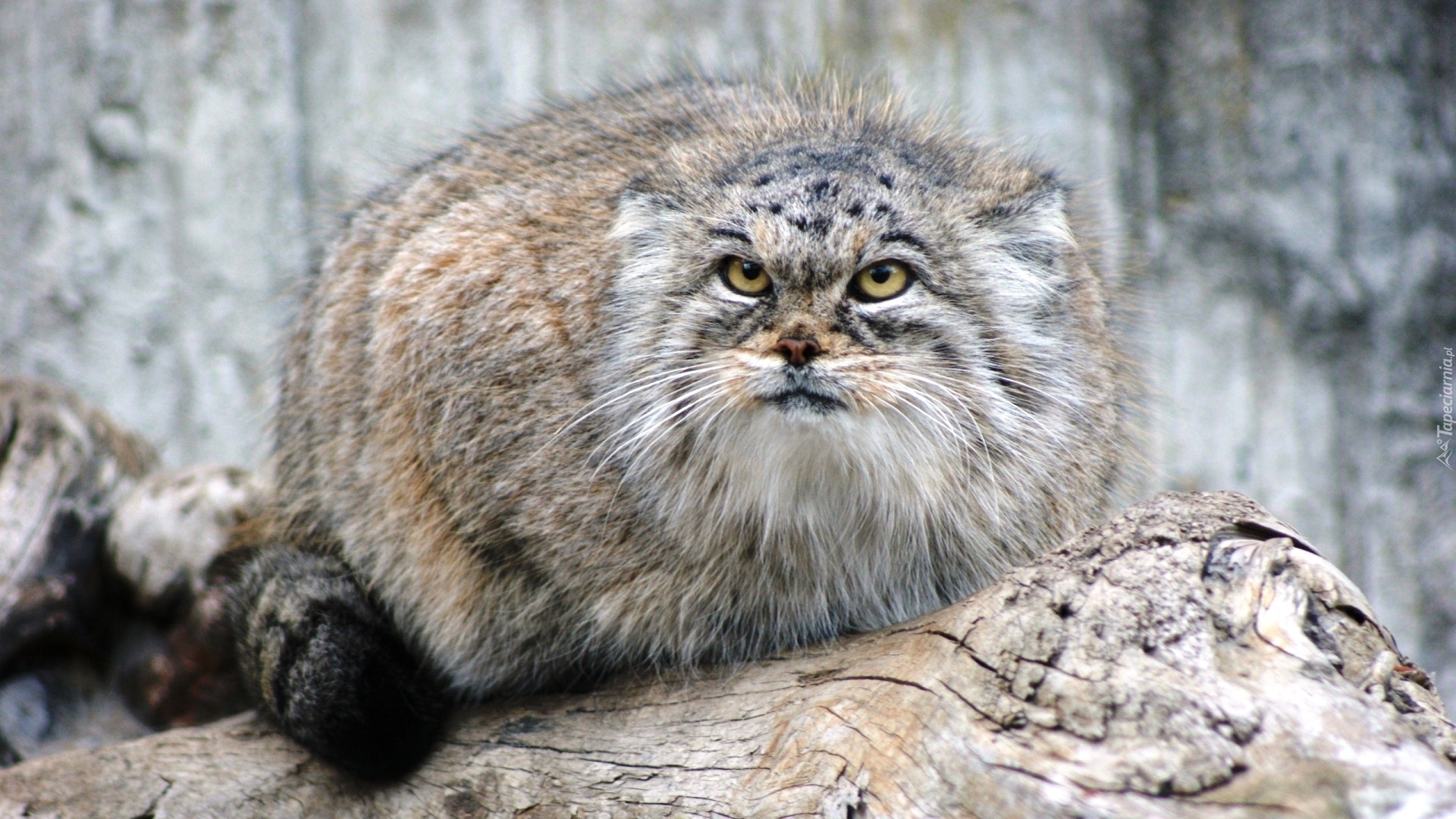 Manul, Skała