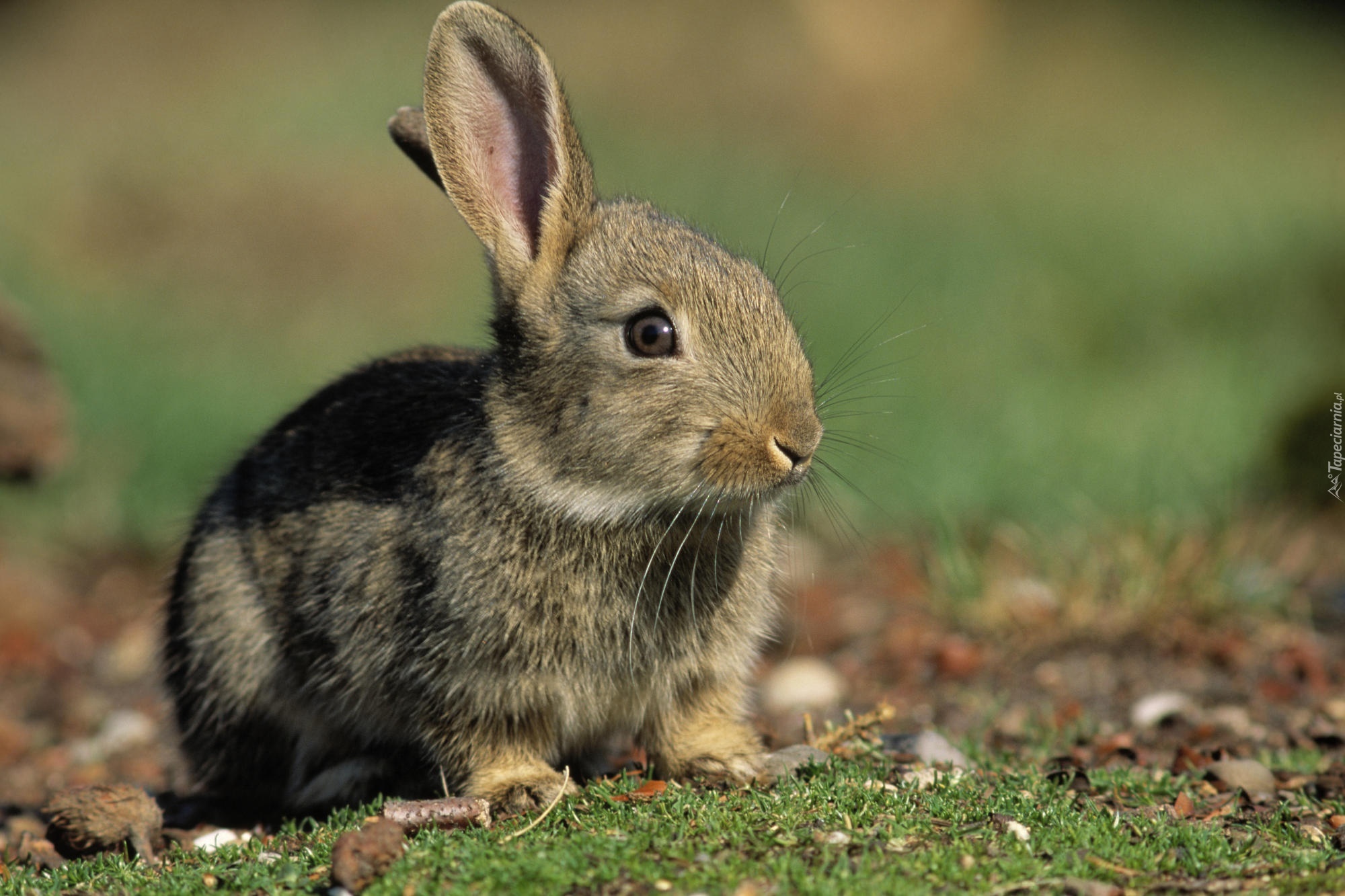 Зайчик официально. Айдахский кролик. Кроль зайцеобразные. Суматранский полосатый заяц. Карликовый Русак кролик.