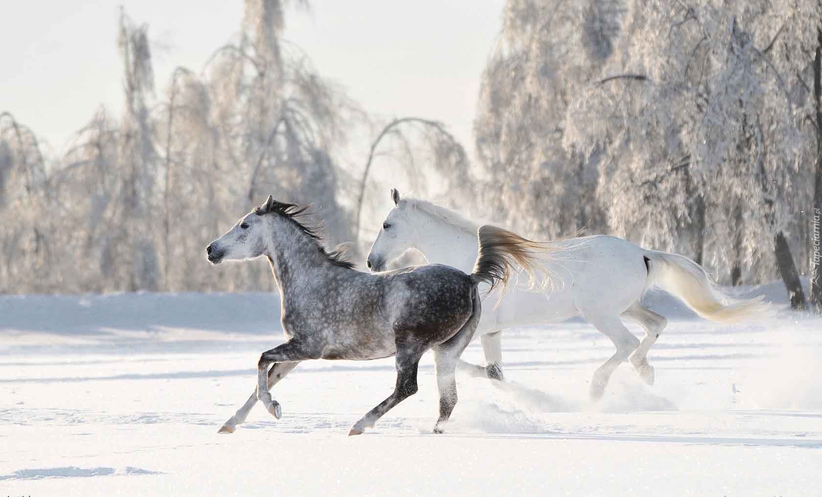 Zima, Las, Śnieg, Konie