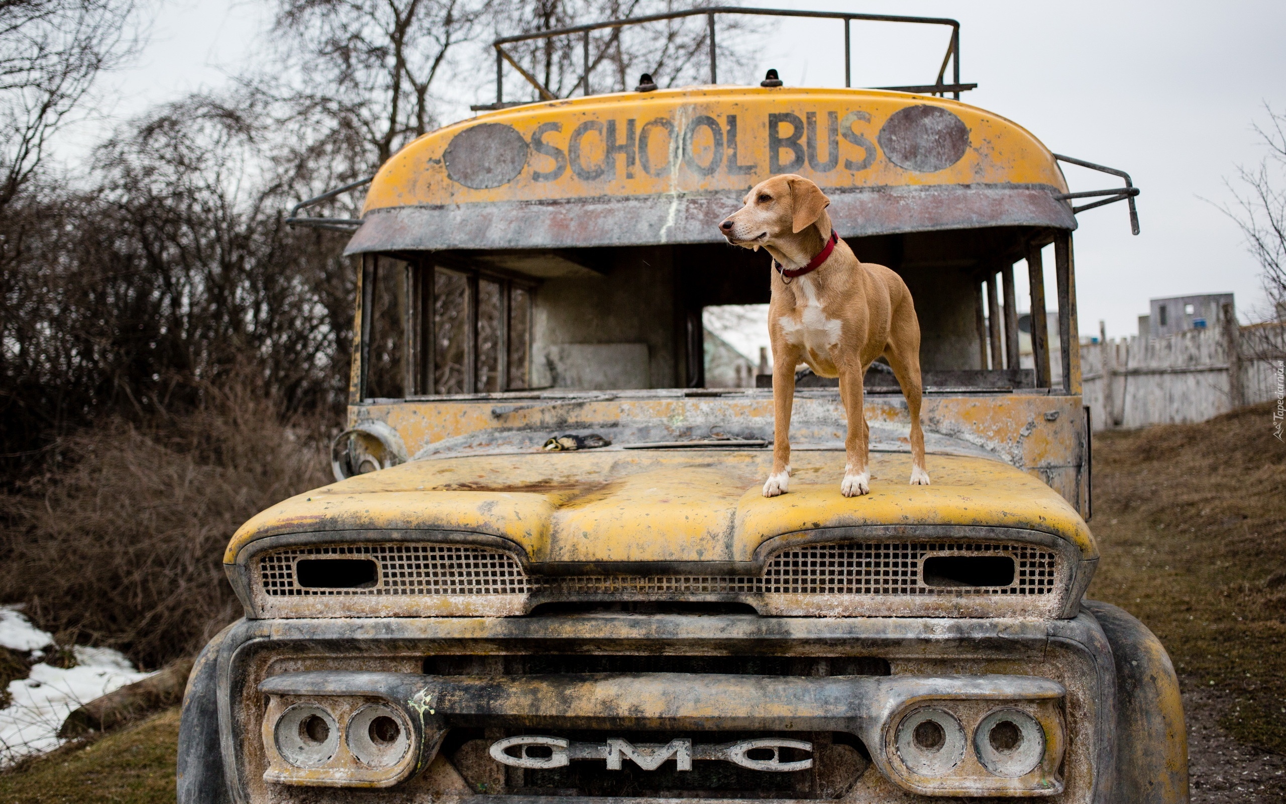 Stary, Zardzewiały, Autobus, Pies