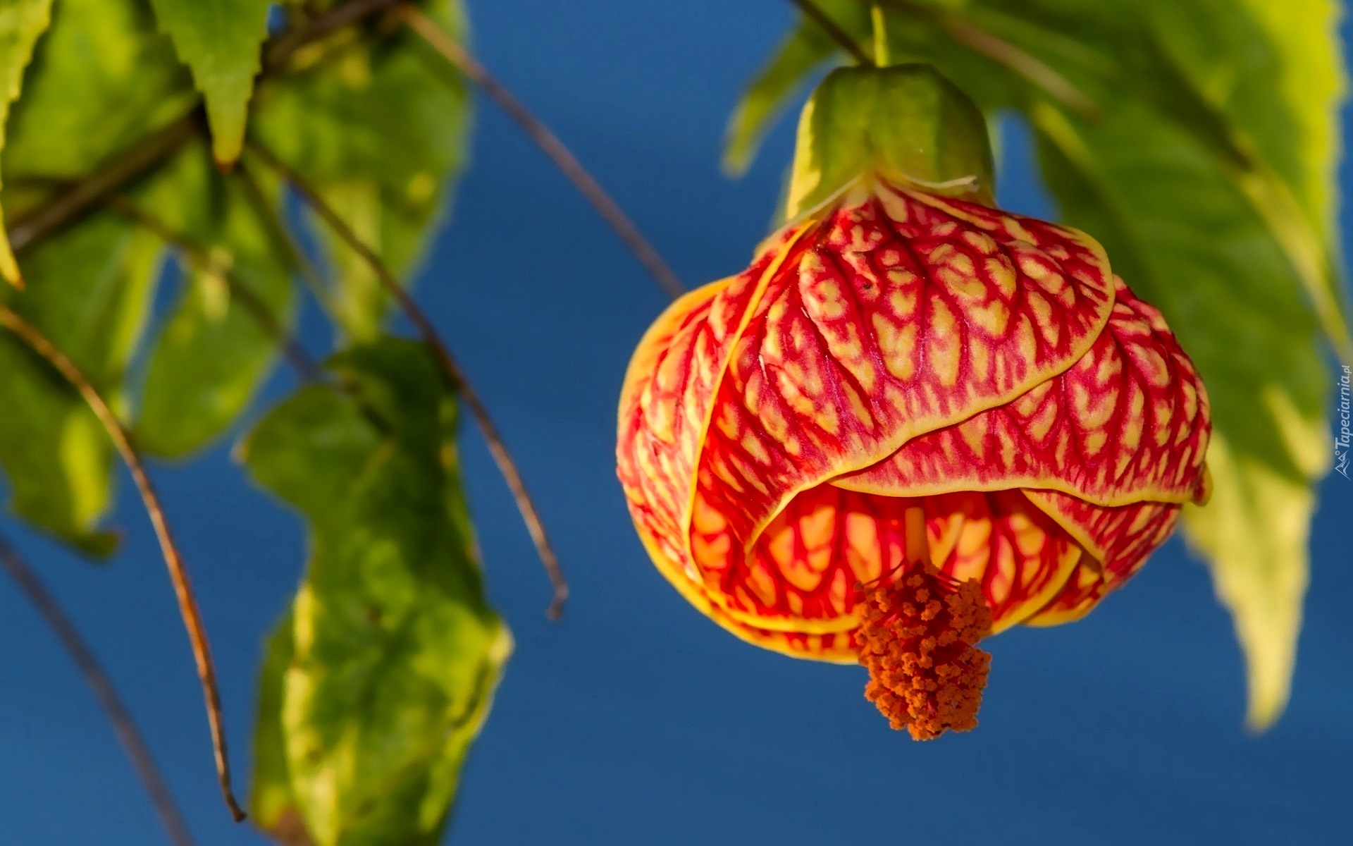 Zaślaz Mieszańcowy, Klonik, Abutilon, Kwiat