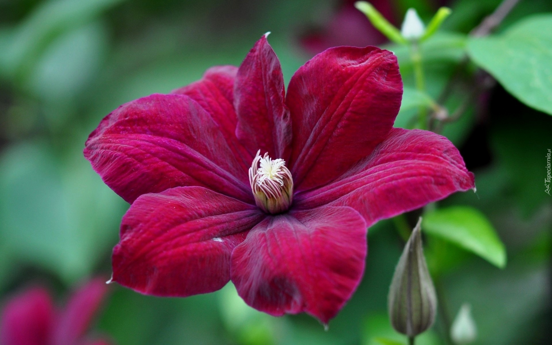 Bordowy, Clematis