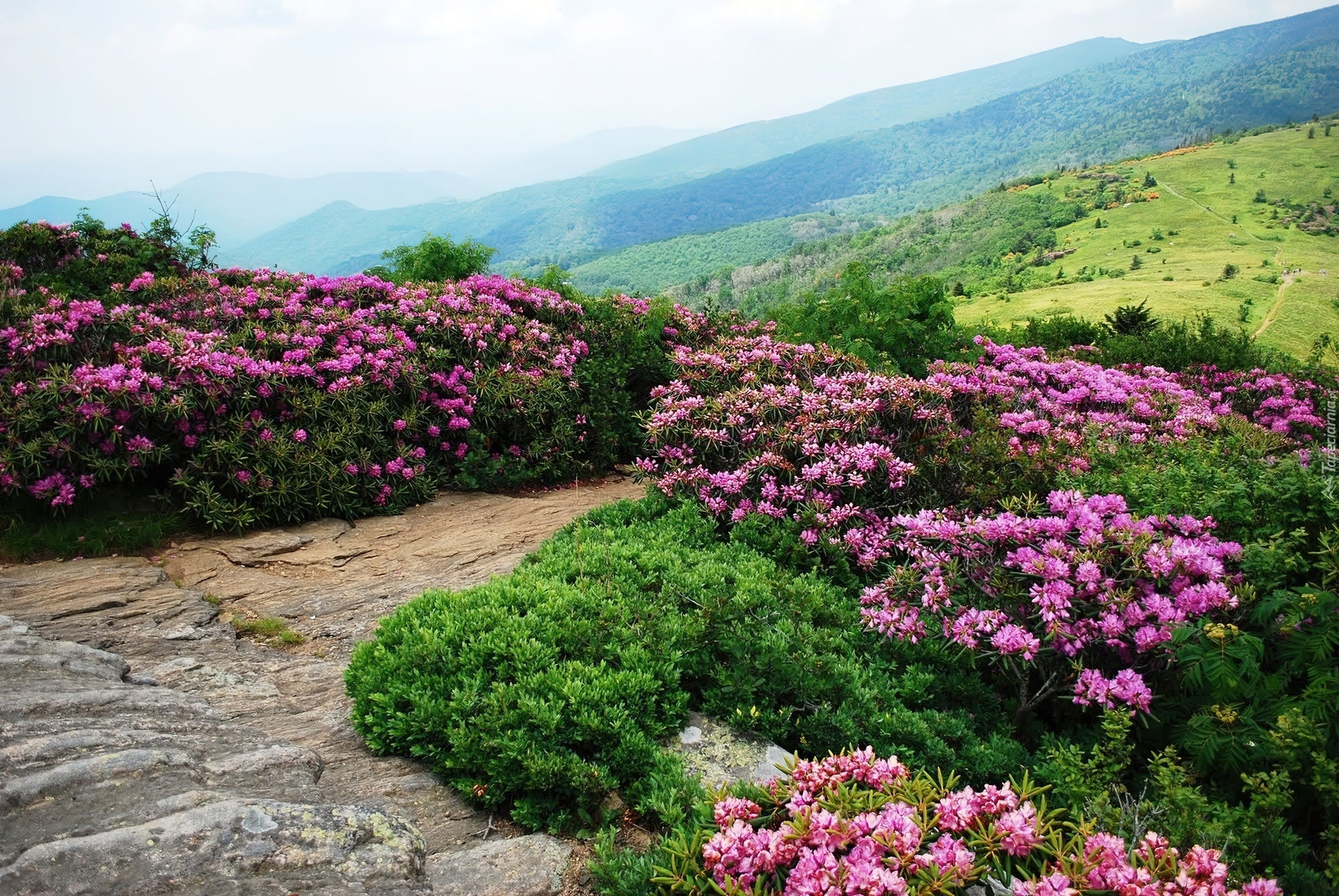 Stany Zjednoczone, Stan Tennessee, Góry Appalachy, Szlak Appalachów, Kwiaty, Różaneczniki