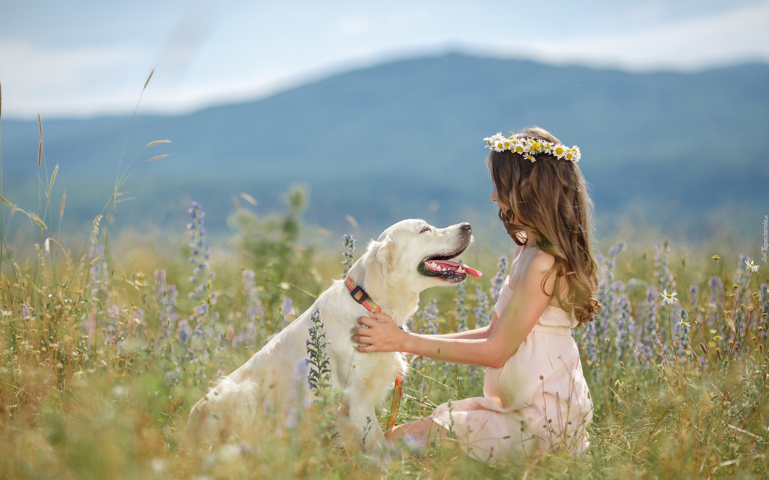 Pies, Golden Retriever, Dziewczynka, Wianek, Łąka, Zabawa