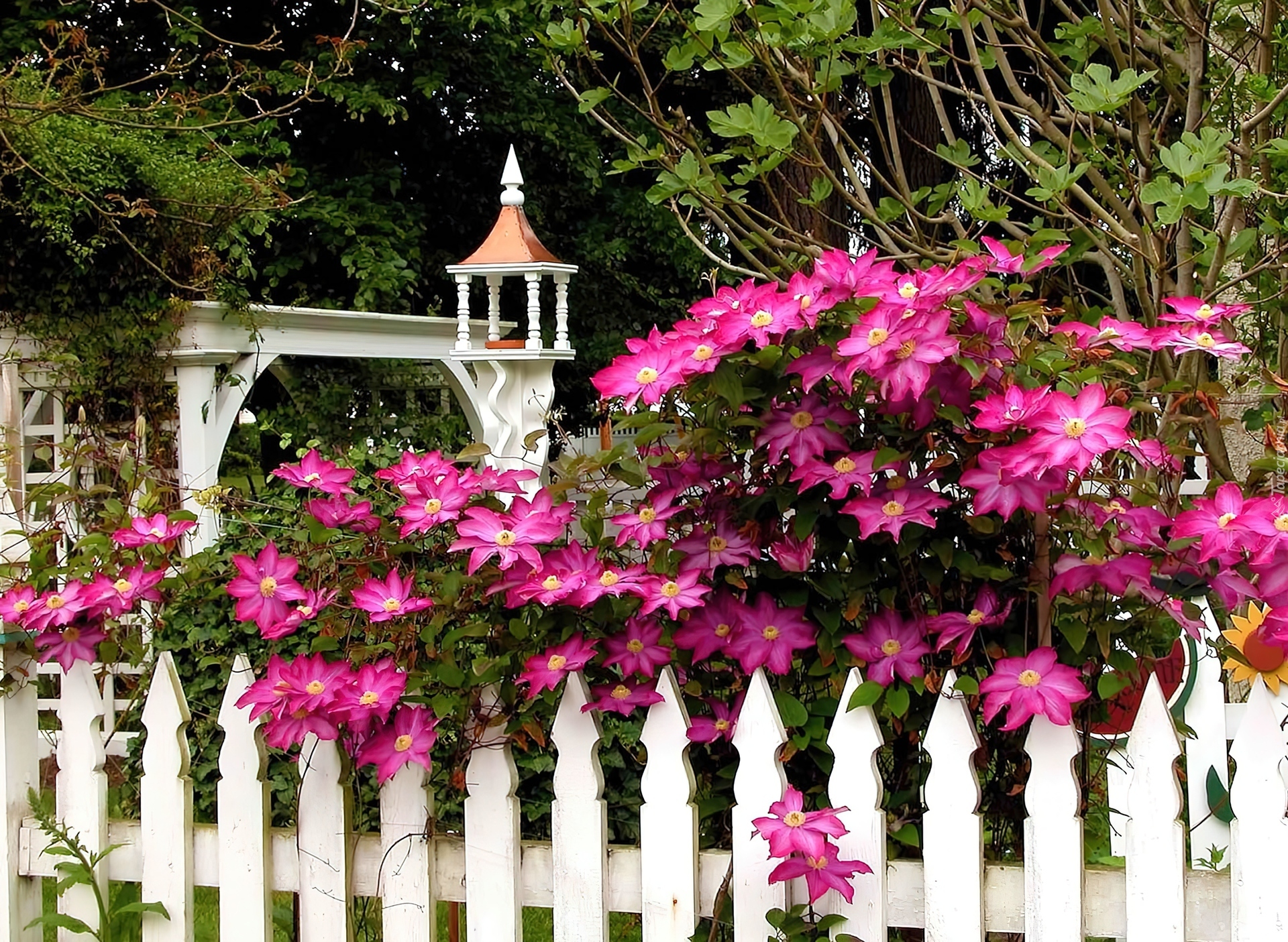 Clematis, Biały, Płot, Płotek, Ogród, Biała, Budowla