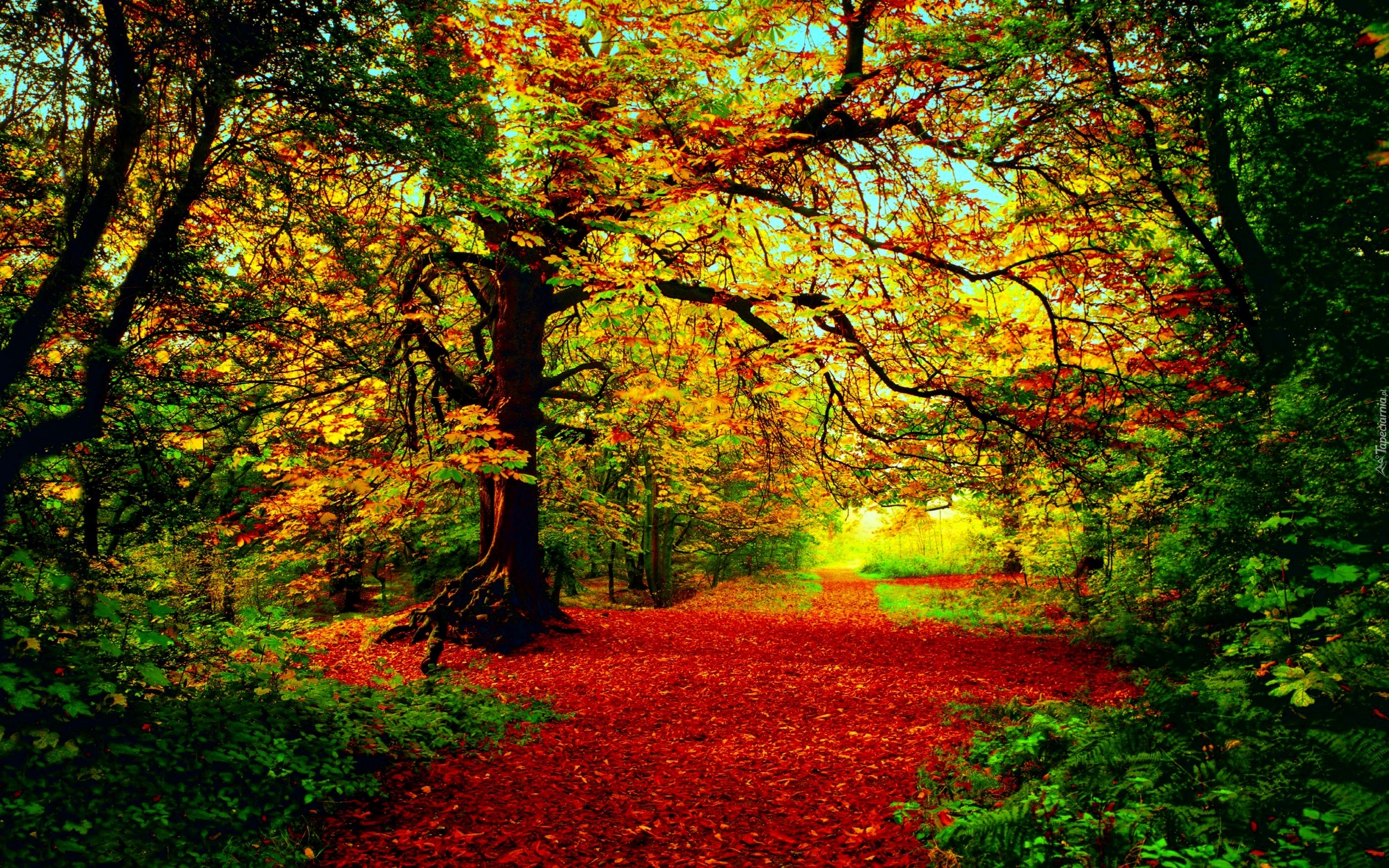 Jesień, Las, Dróżka, Ścieżka, Drzewa, Liście