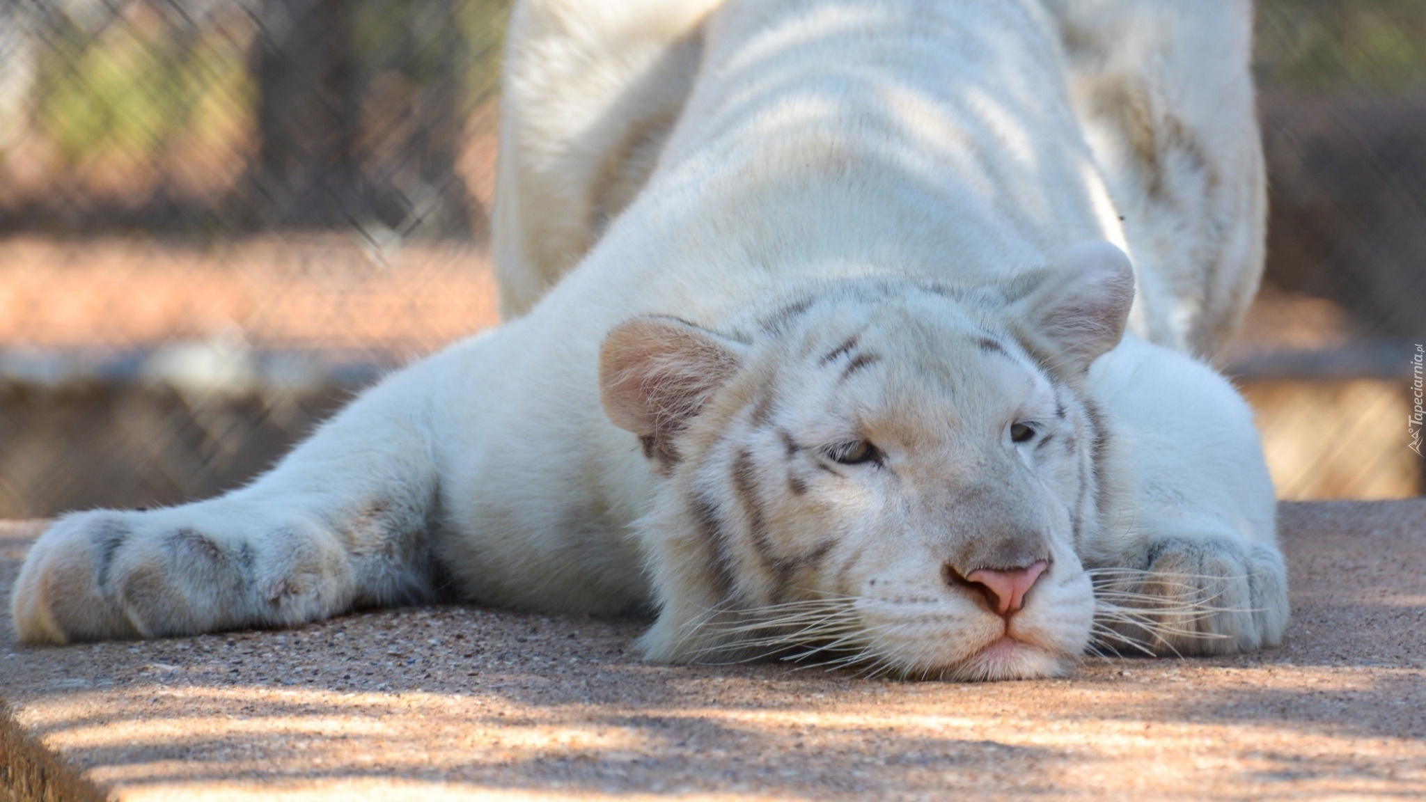 Tygrys, Albinos, Morda