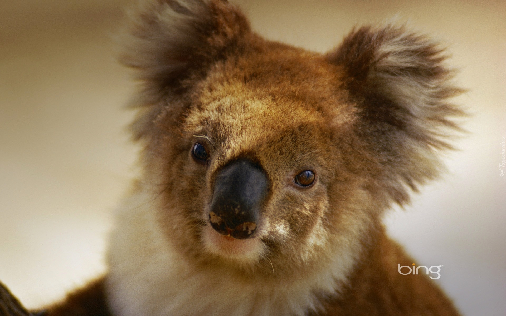 Miś, Koala