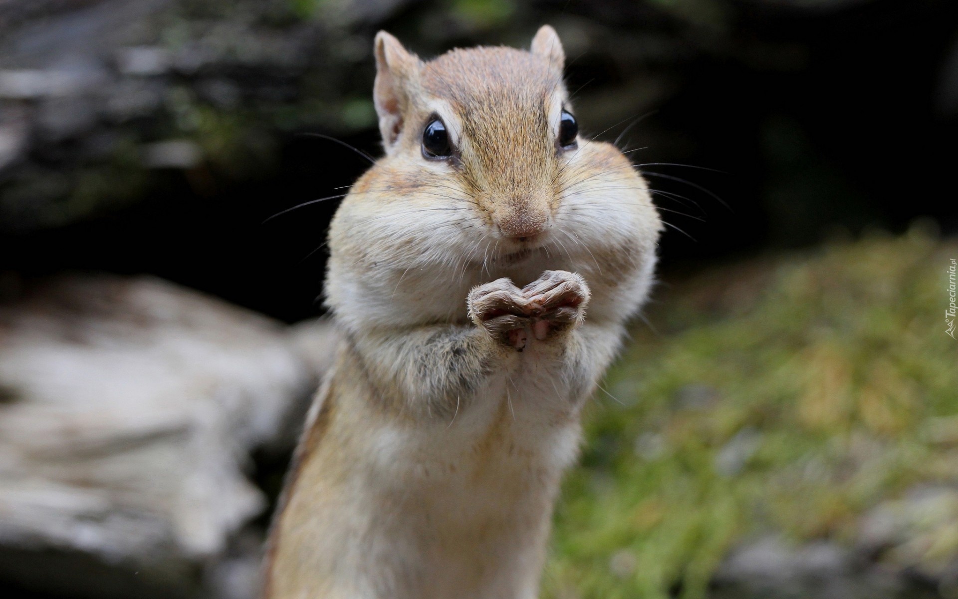 Chipmunk, Łapki