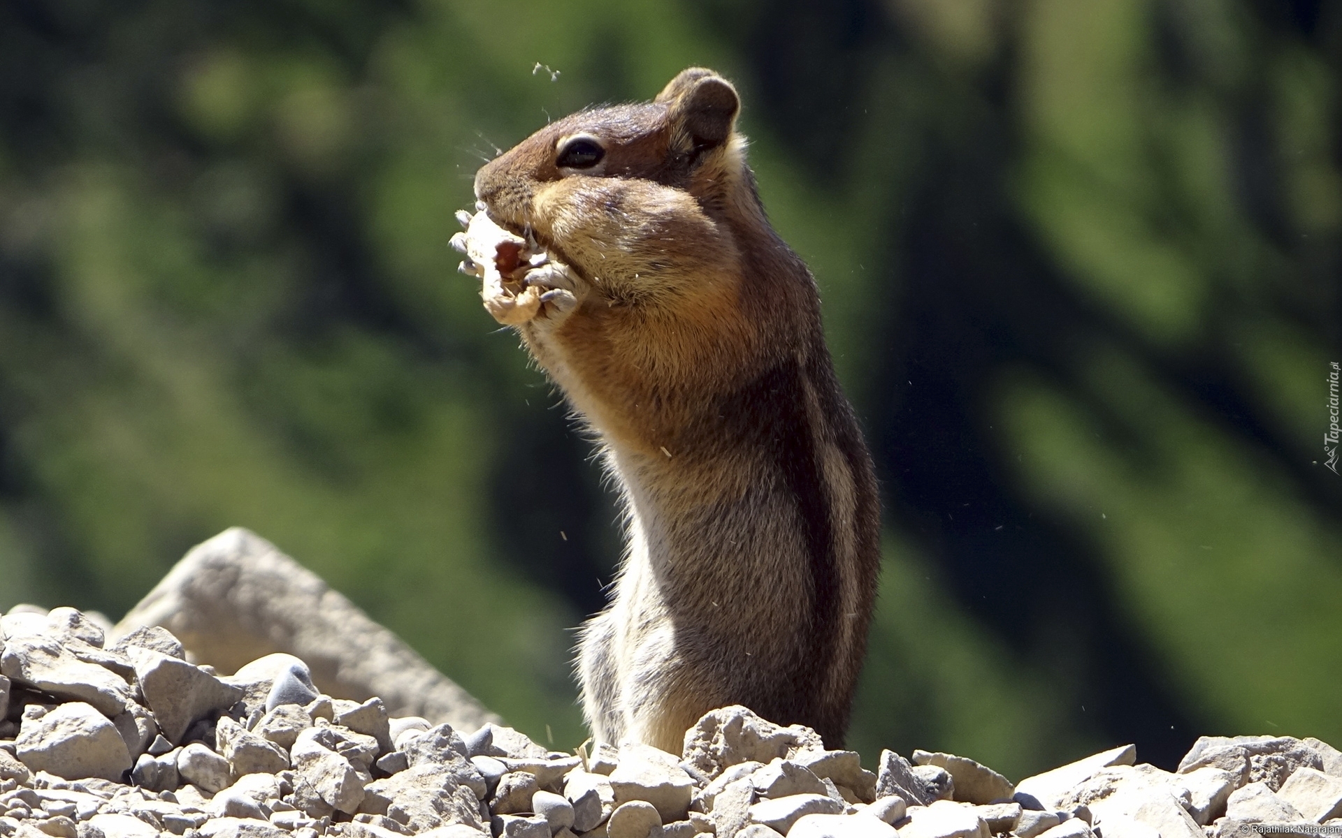 Wiewiórka, Chipmunk, Kamienie