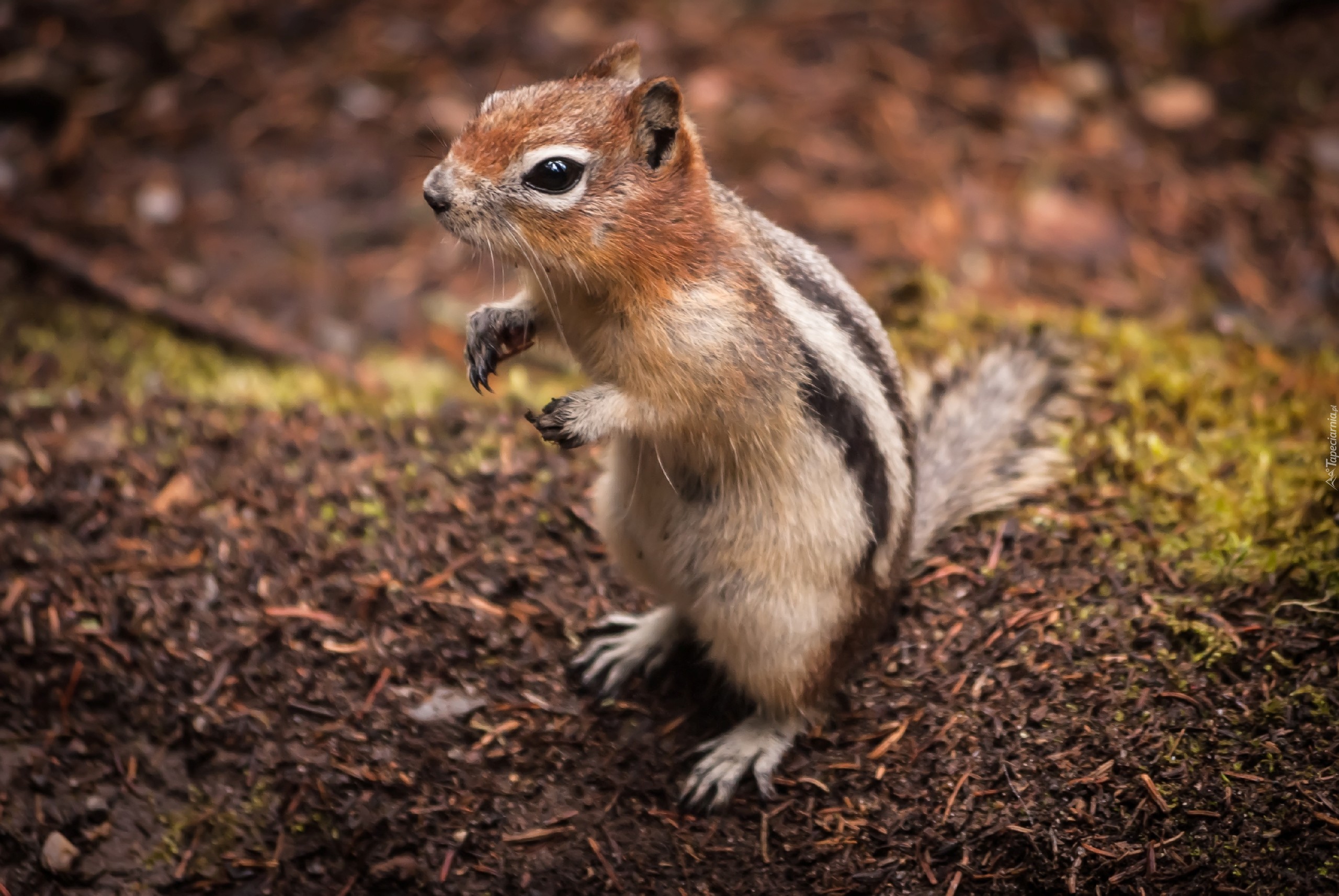 Wiewiórka, Chipmunk, Łapki