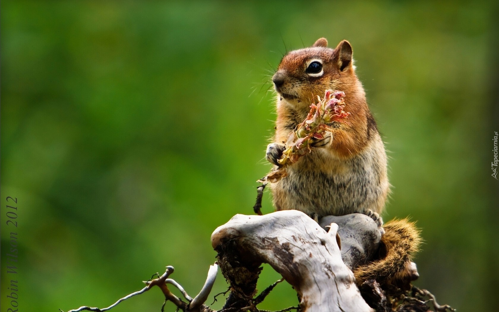 Wiewiórka, Chipmunk, Konar