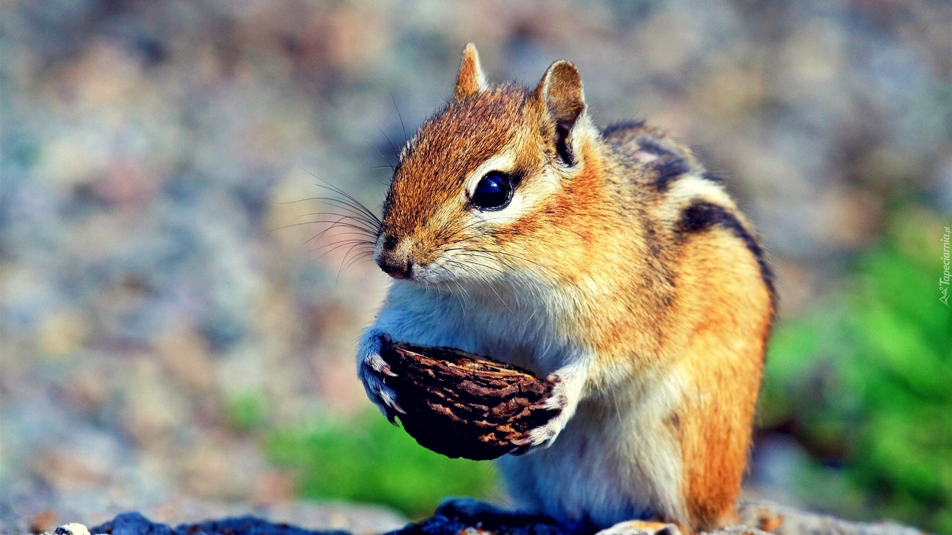 Wiewiórka, Chipmunk, Orzeszek