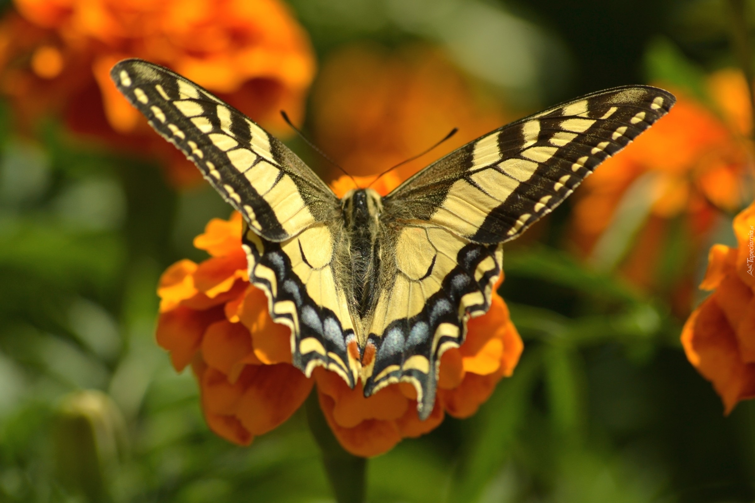 Paź, Królowej, owad, Motyl, Kwiaty