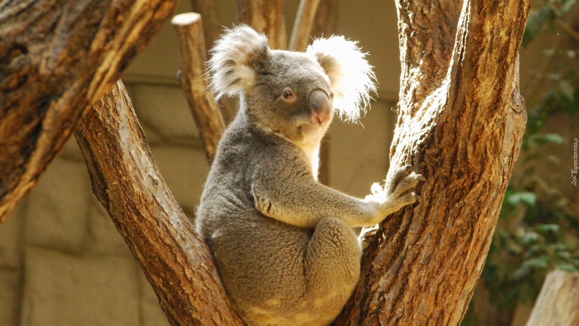 Koala, Drzewo