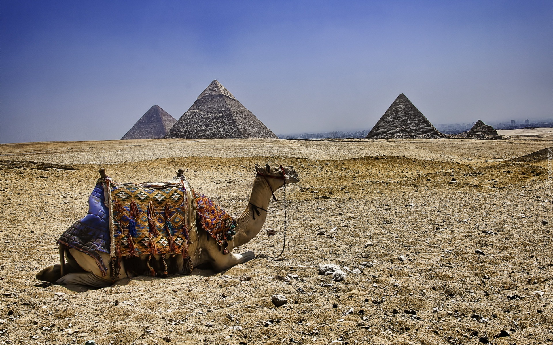 Wielbłąd, Pustynia, Piramidy