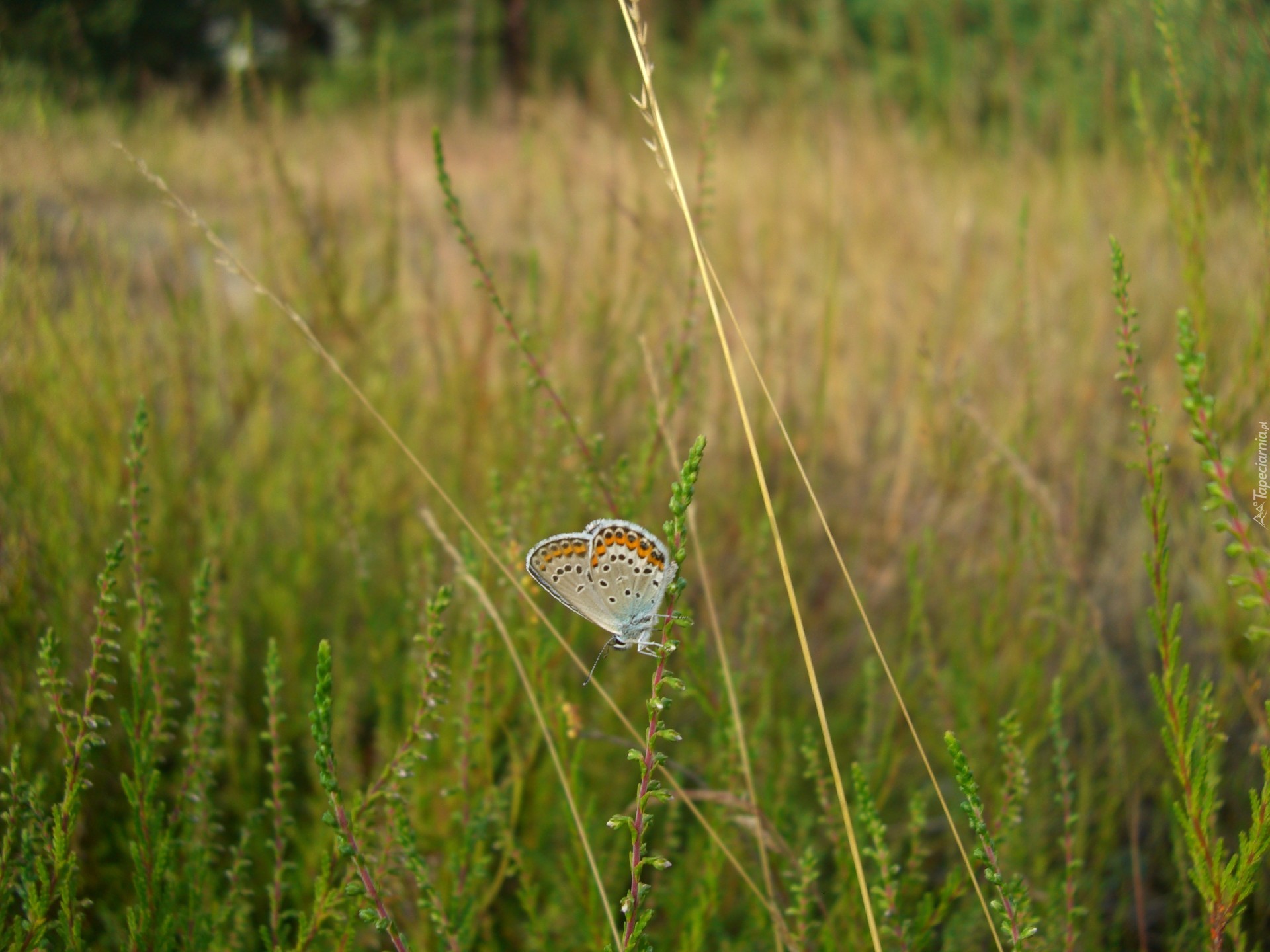 Modraszek, Motyl, Źdźbła, Trawy