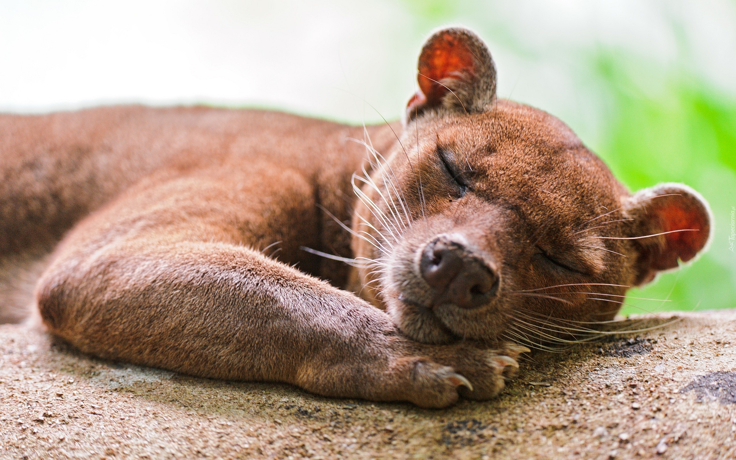 Śpiąca, Fossa