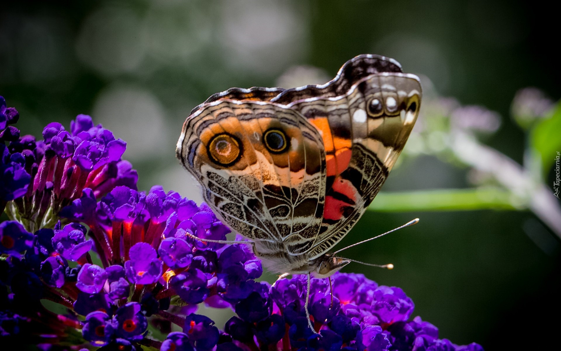 Kolorowy, Motyl, Fioletowe, Kwiaty