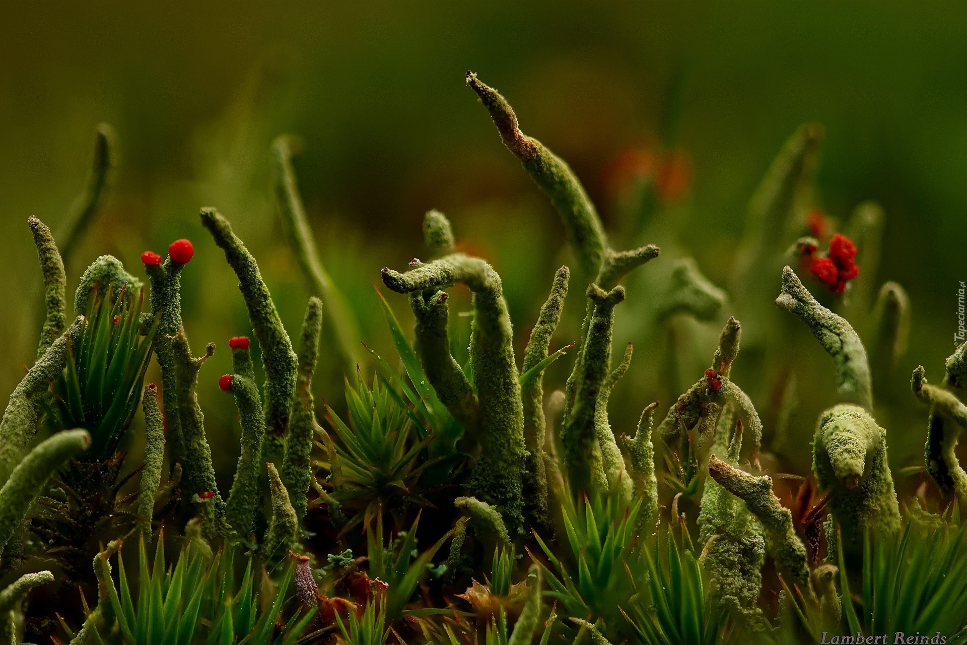 Cladonia, Porost, Zieleń, Makro