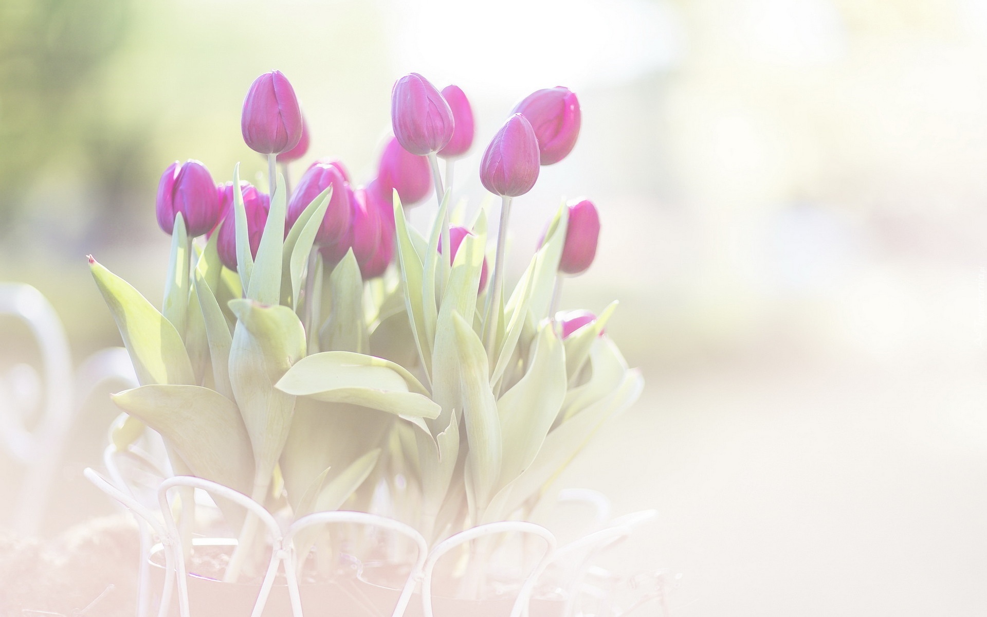 Kwiaty, Fioletowe, Tulipany