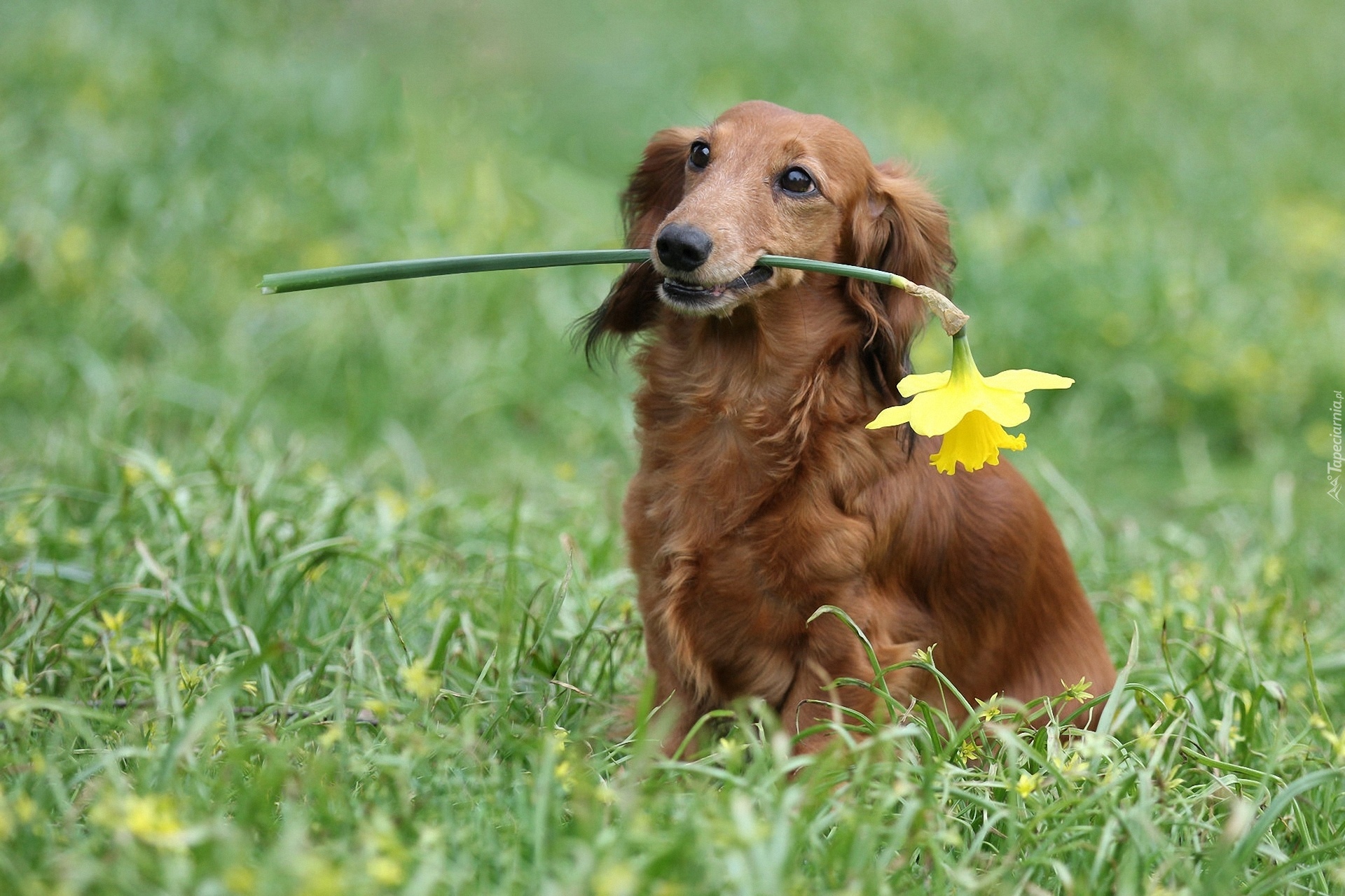 собака трава dog grass без смс