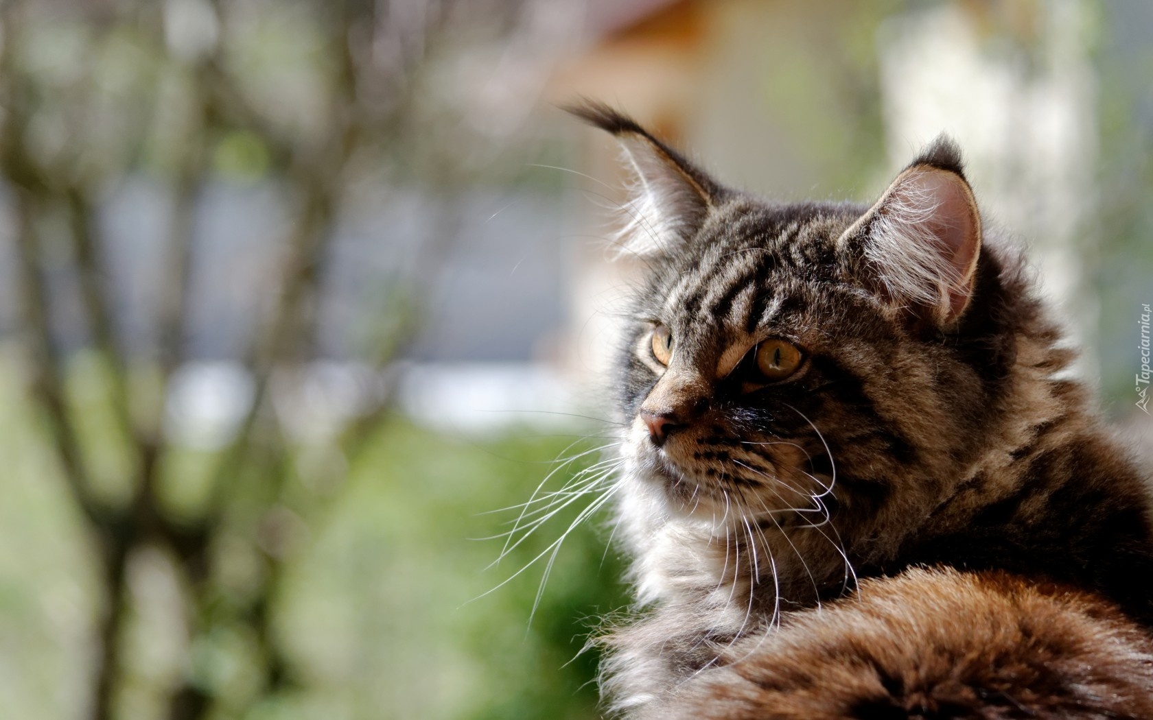 Kot, Maine coon