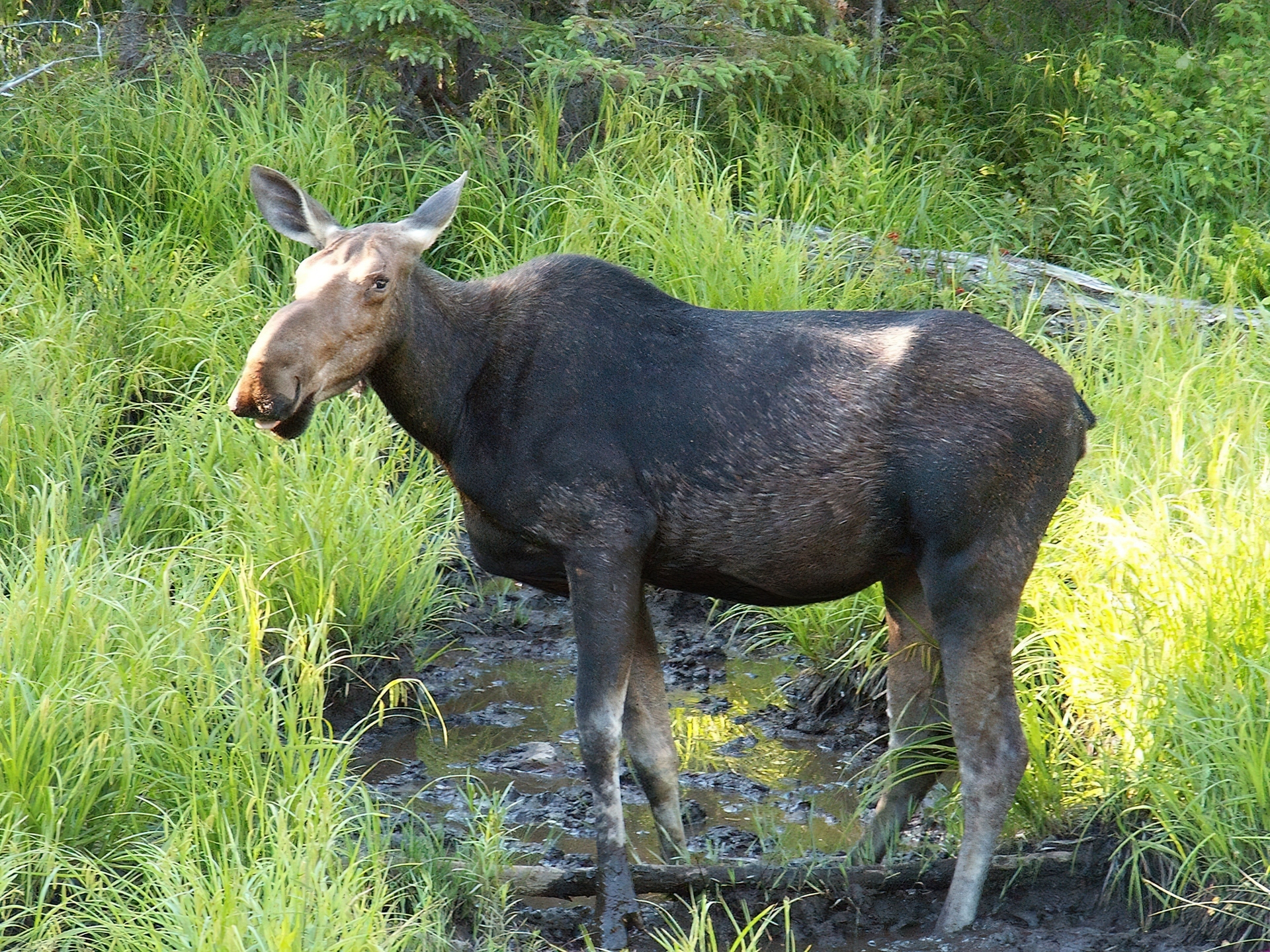 Łoś, Trawa