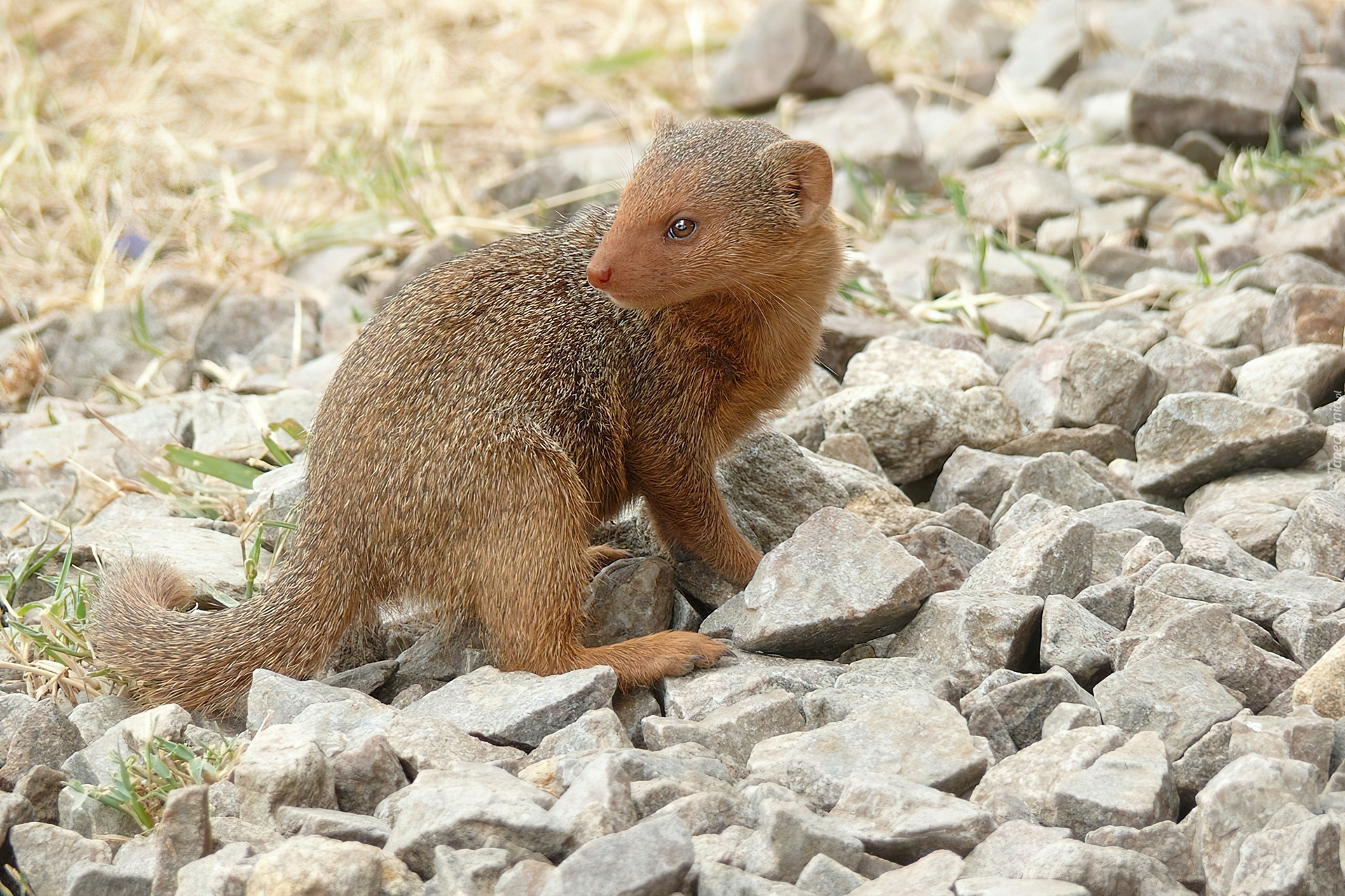 Mangusta, Kamienie