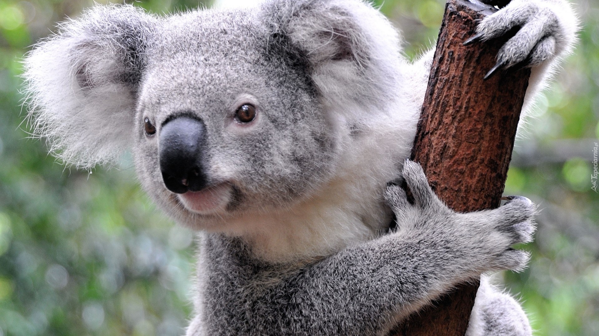 Koala, Konar