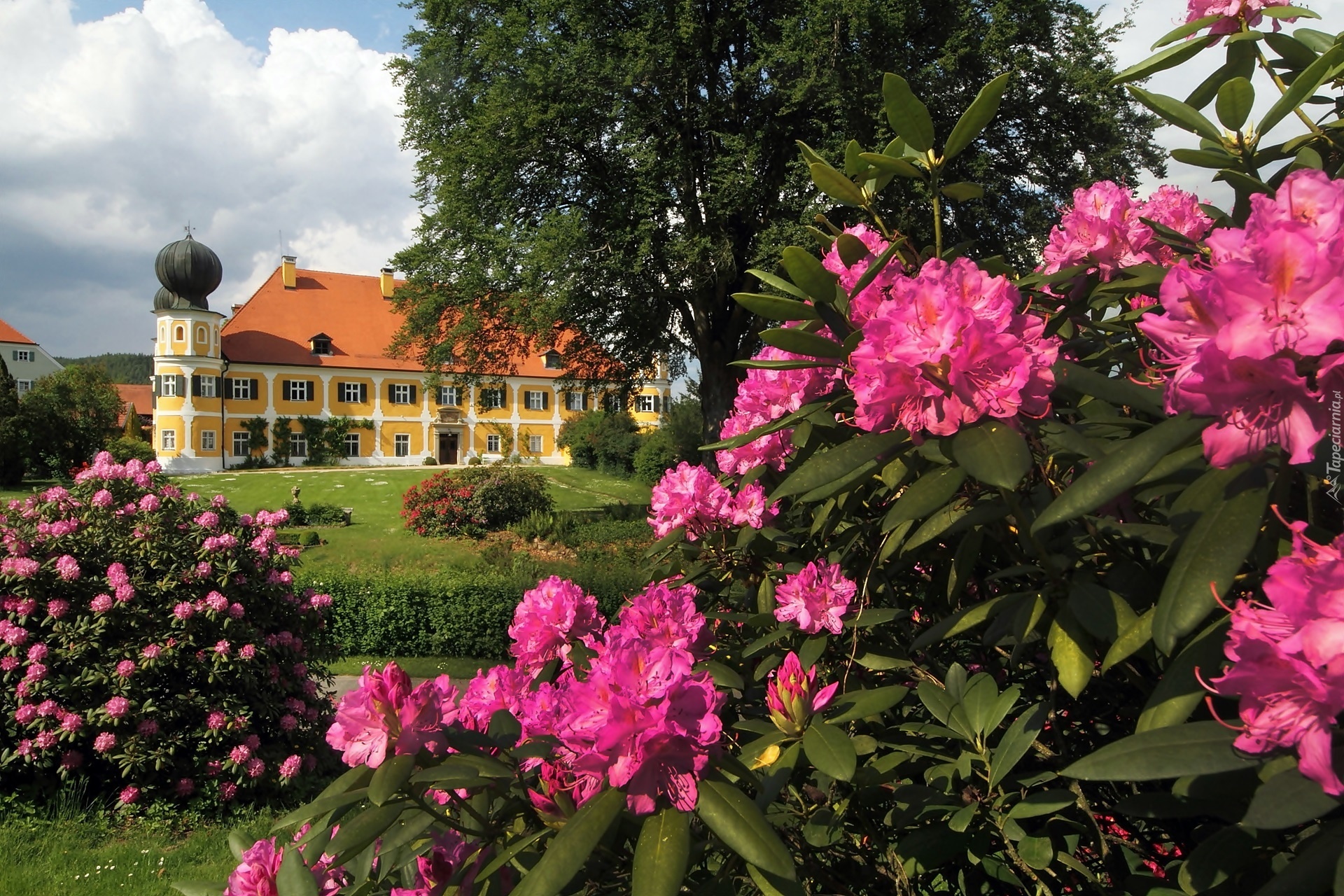 Zamek, Ramspau, Park, Wiosna, Rododendrony