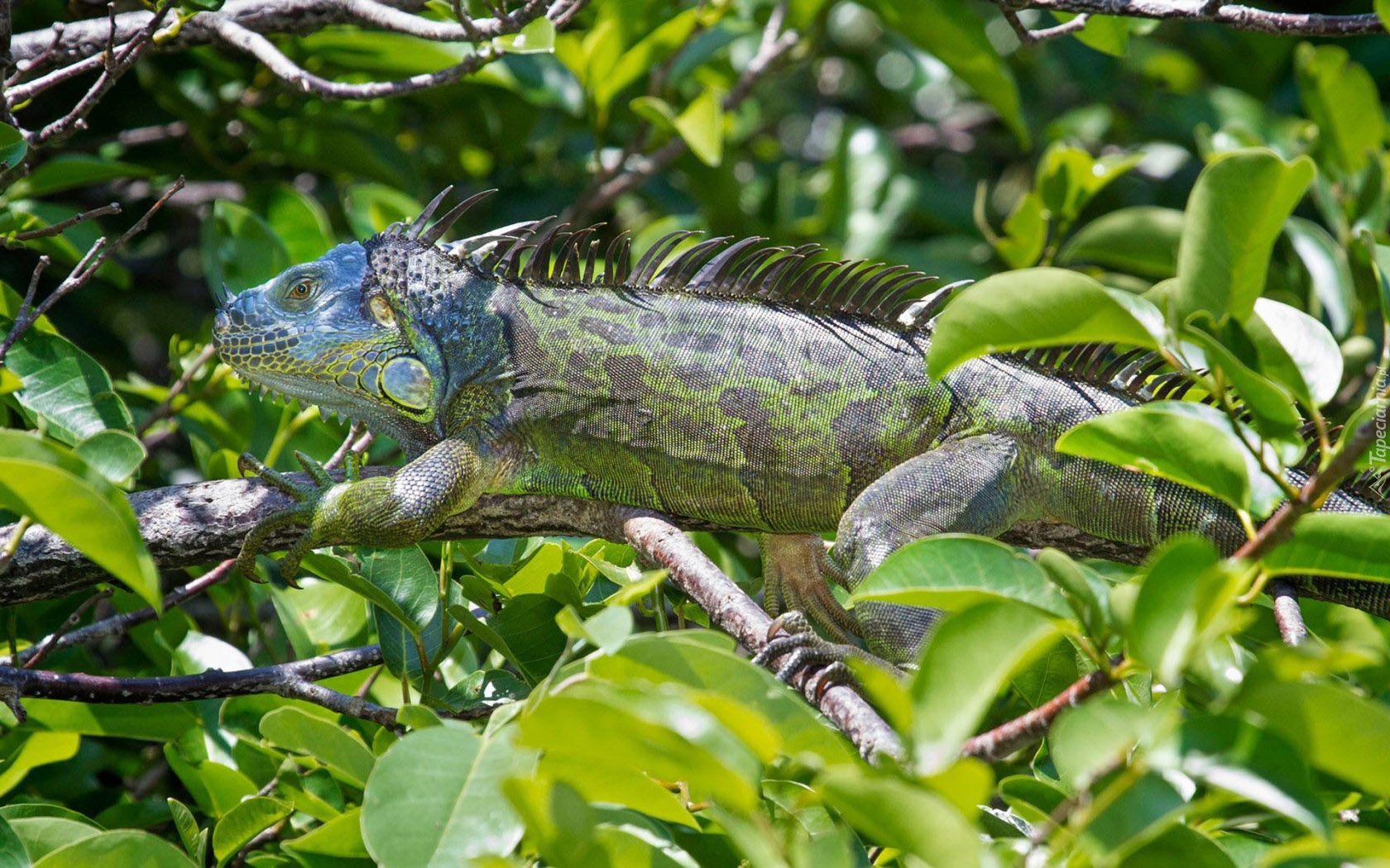 Iguana, Gałęzie, Liście