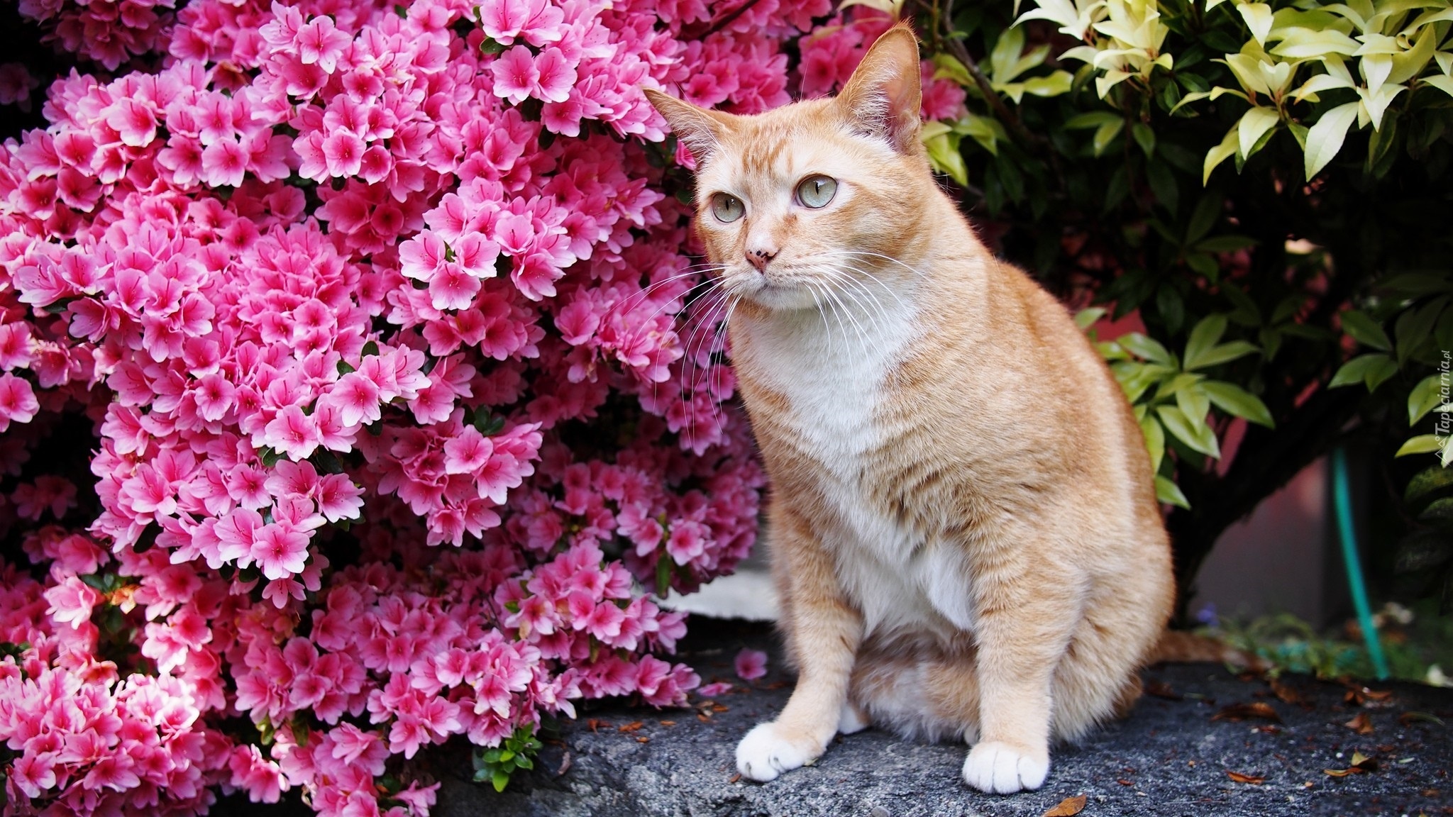 Фото Коты Онлайн