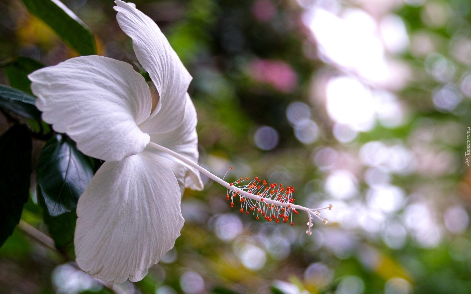 Biały, Hibiskus