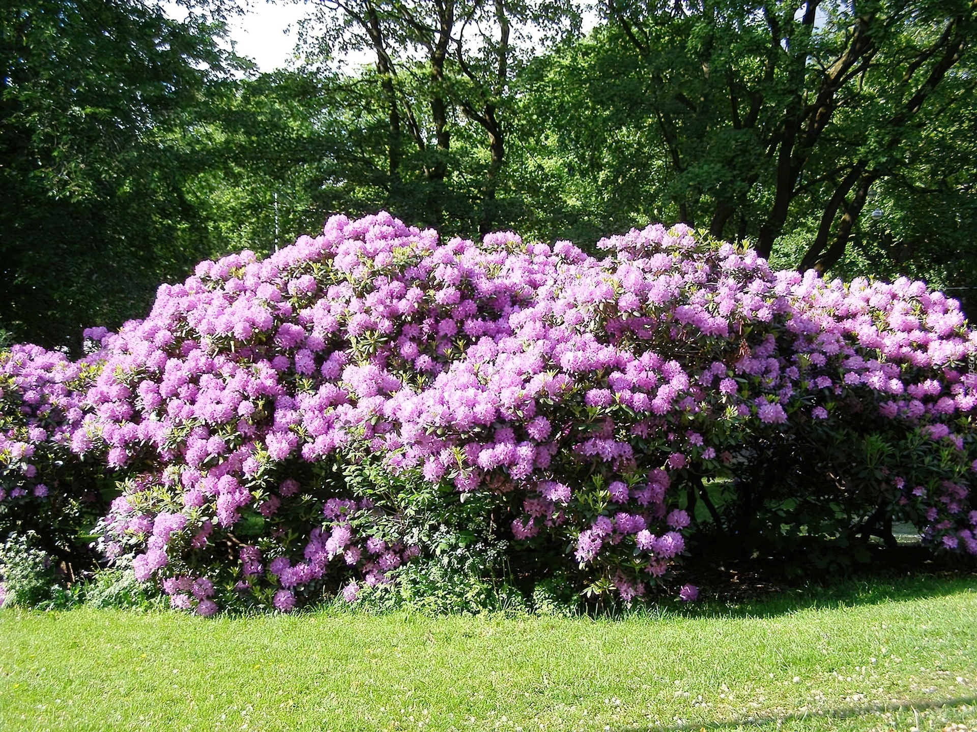 Rododendron, Trawa, Drzewa