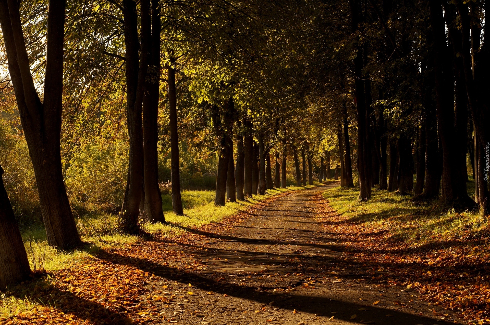 Droga, Przebijające, Światło, Park