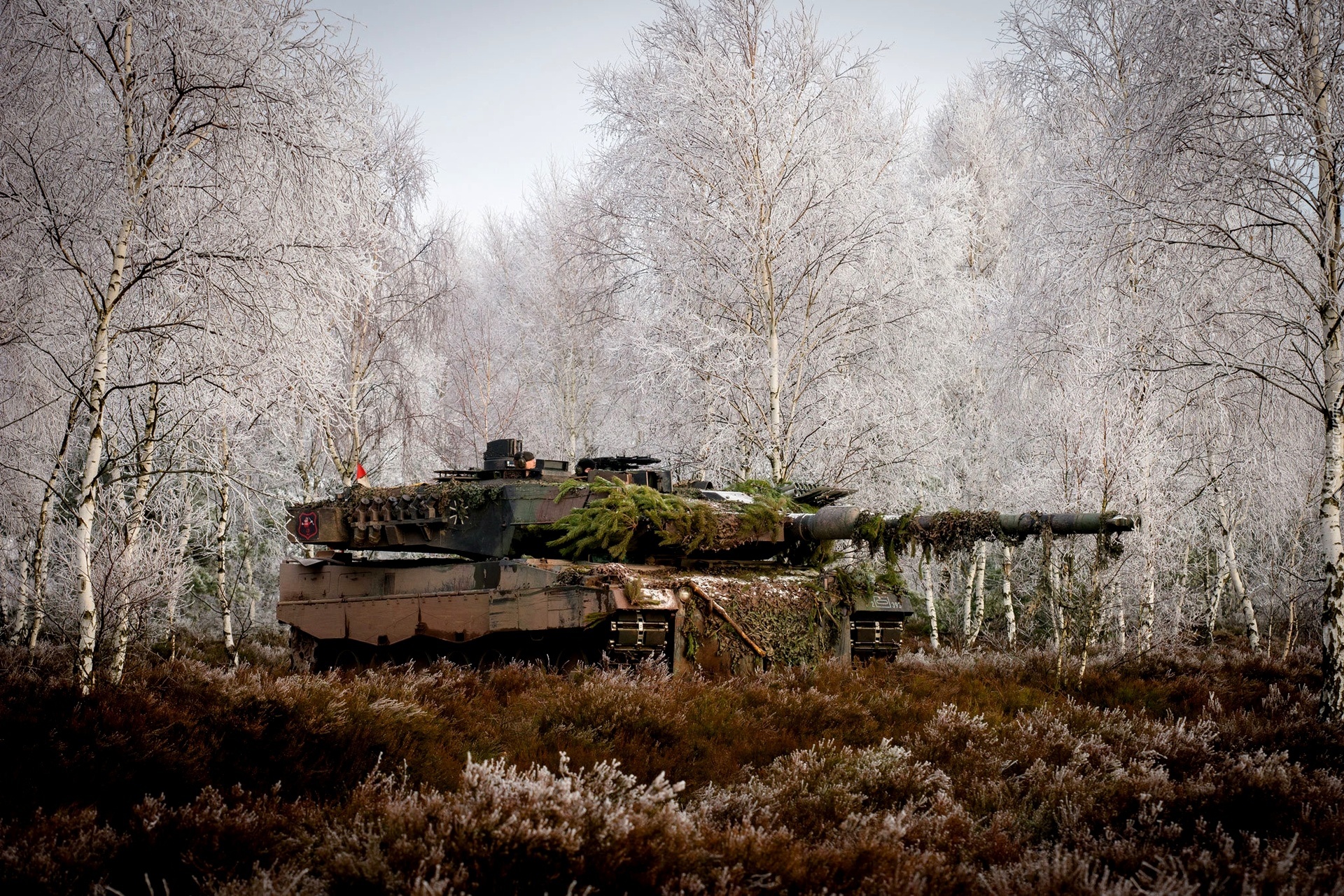 Czołg, Leopard 2a5, Trawa, Brzozy