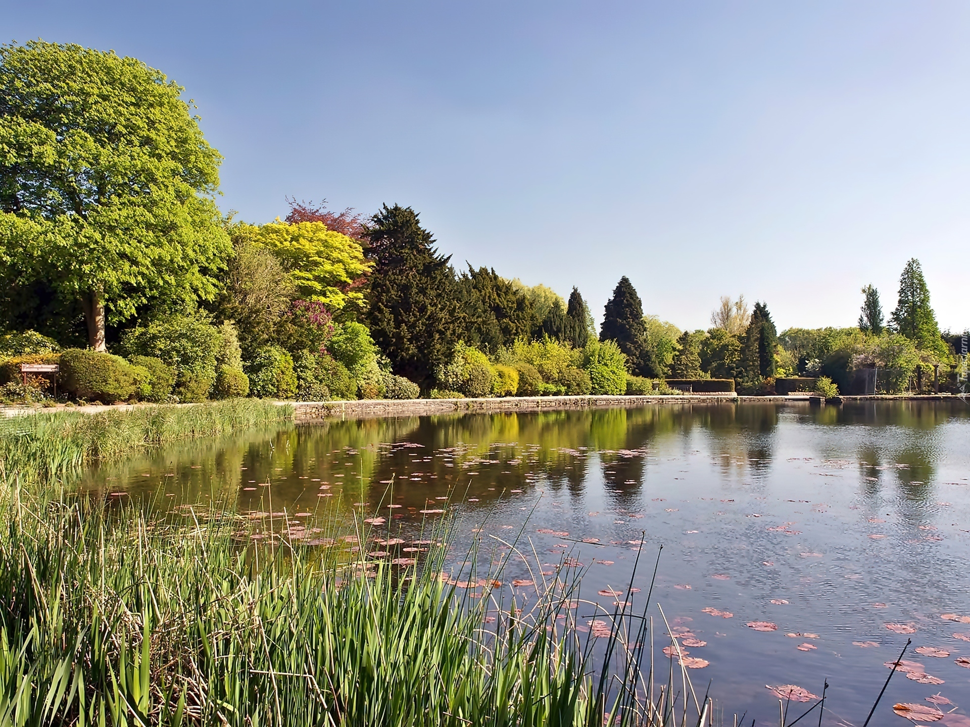 Park, Staw, Szuwary, W Newstead Abbey