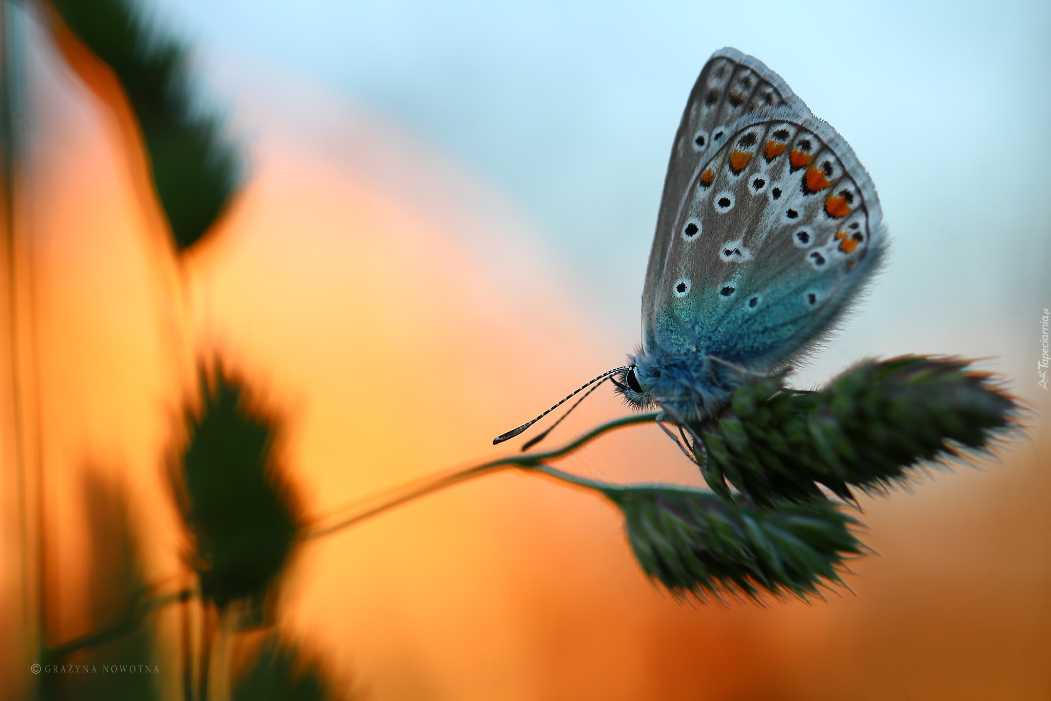 Motyl, Modraszek, Źdźbło