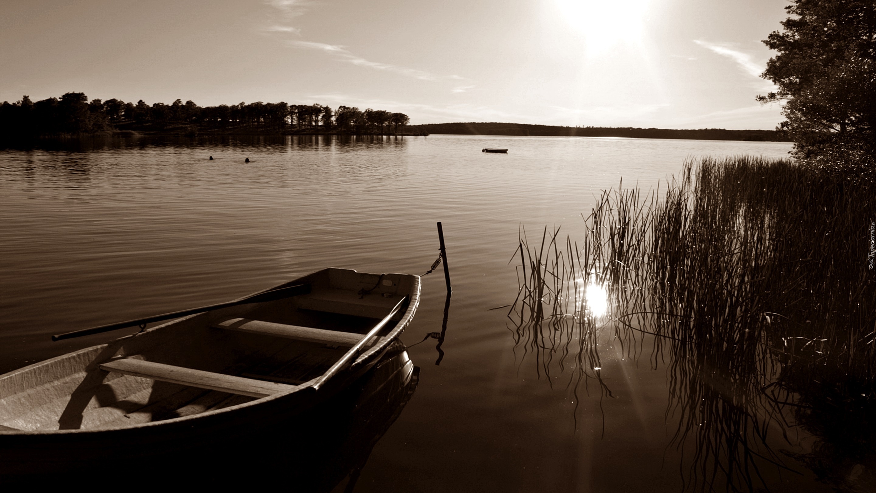 Las, Jezioro, Szuwary, Łódka, Przebijające, Światło, Sepia