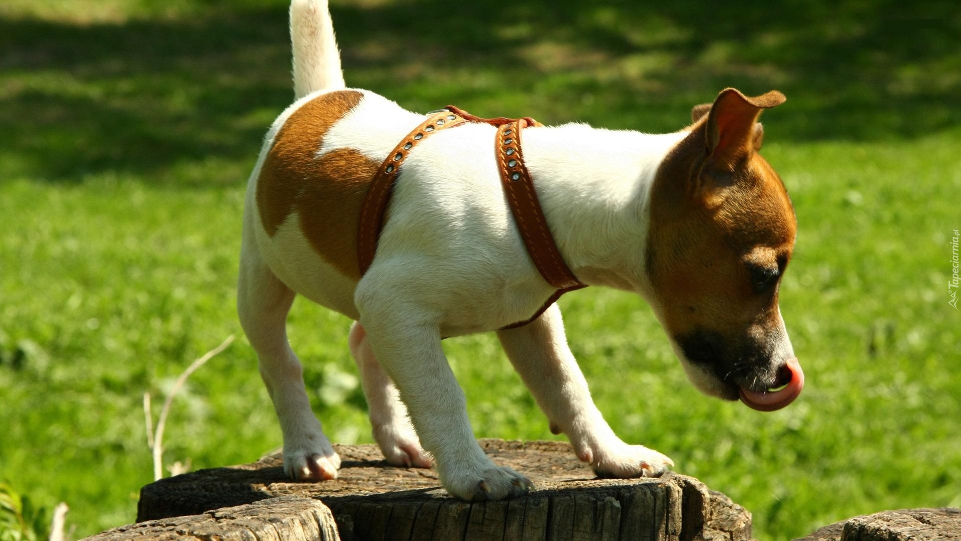 Jack Russell Terrier, Język, Pień