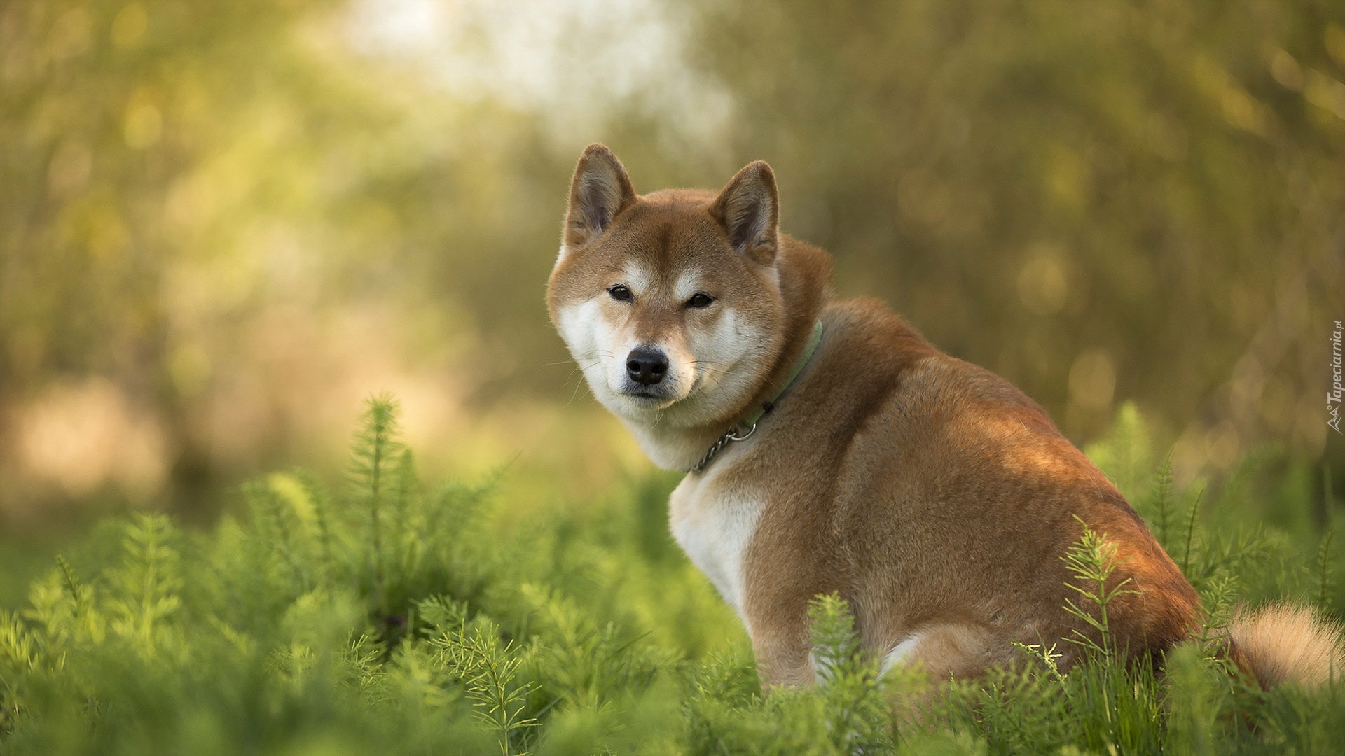 Akita Inu, Pies, Trawa