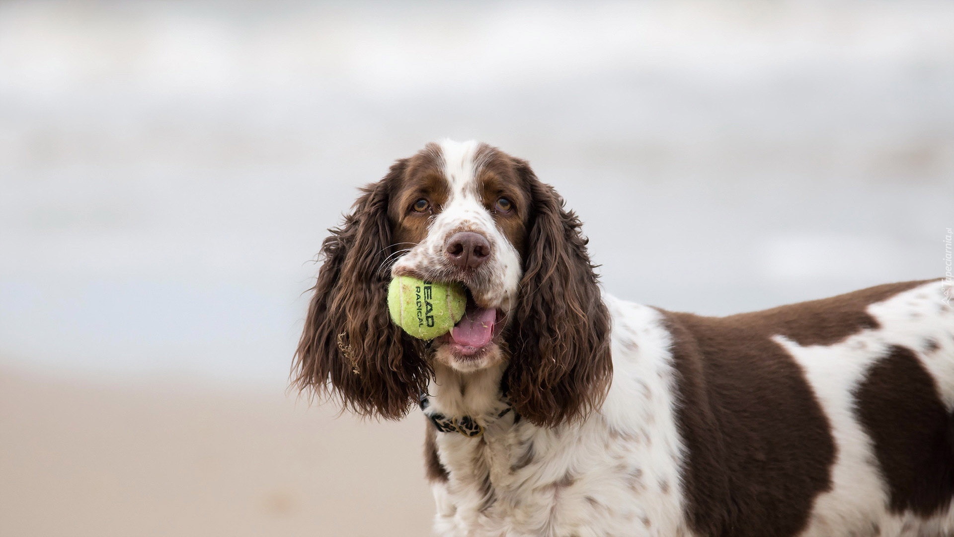 Cocer Spaniel, Piłeczka, Piłka