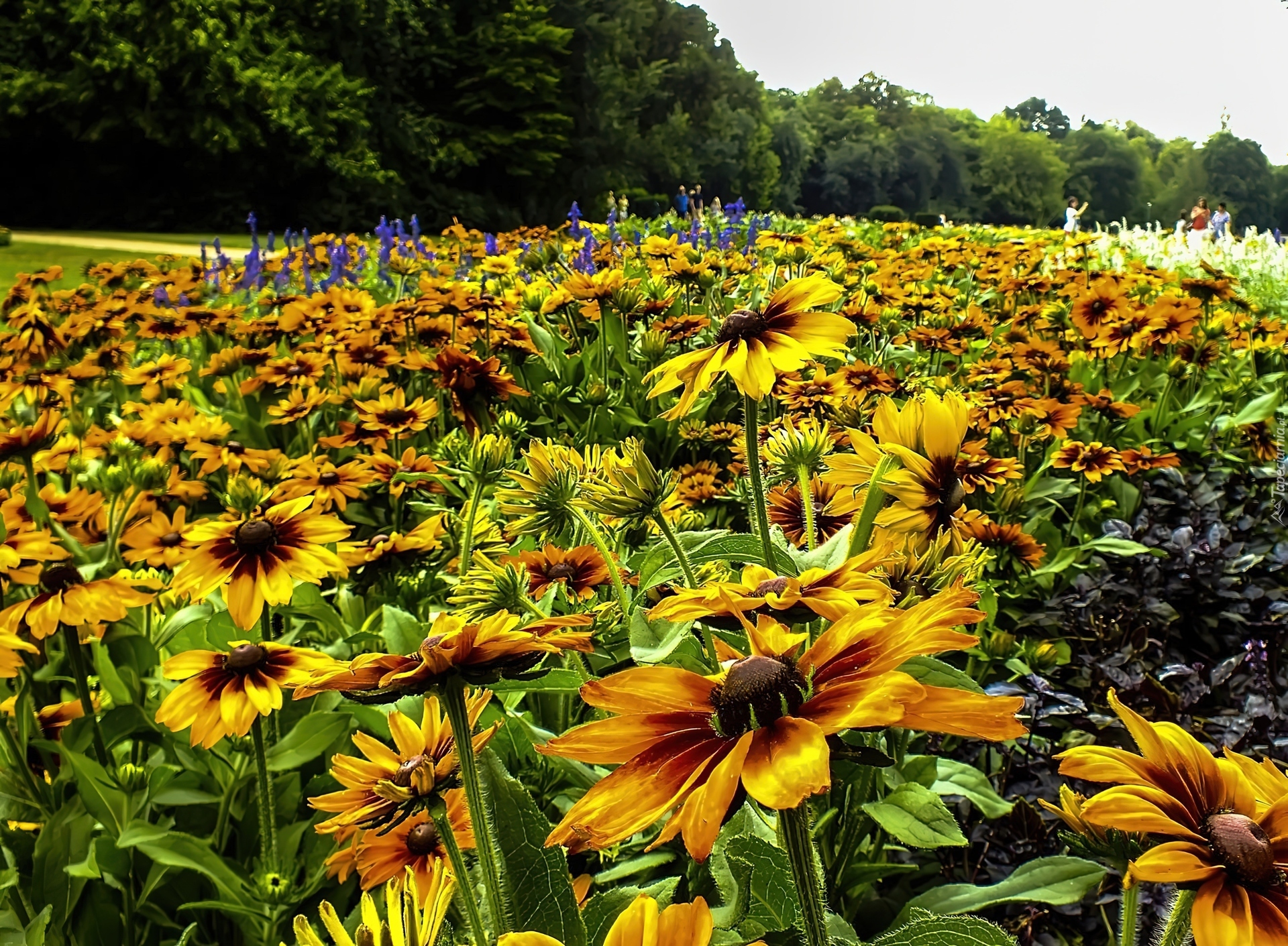 Kwiaty, Rudbekia, Łąka