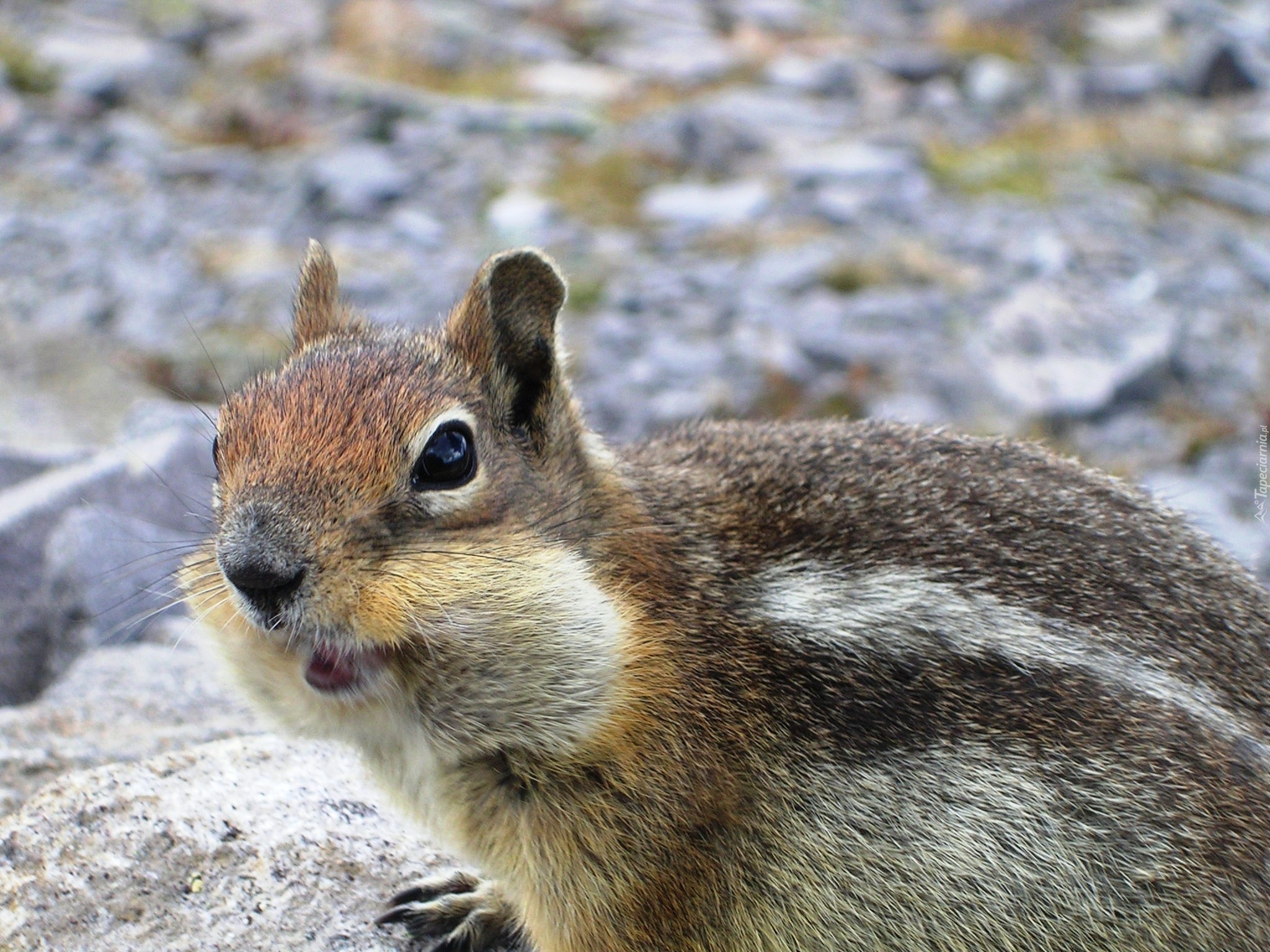 Wiewiórka, Chipmunk