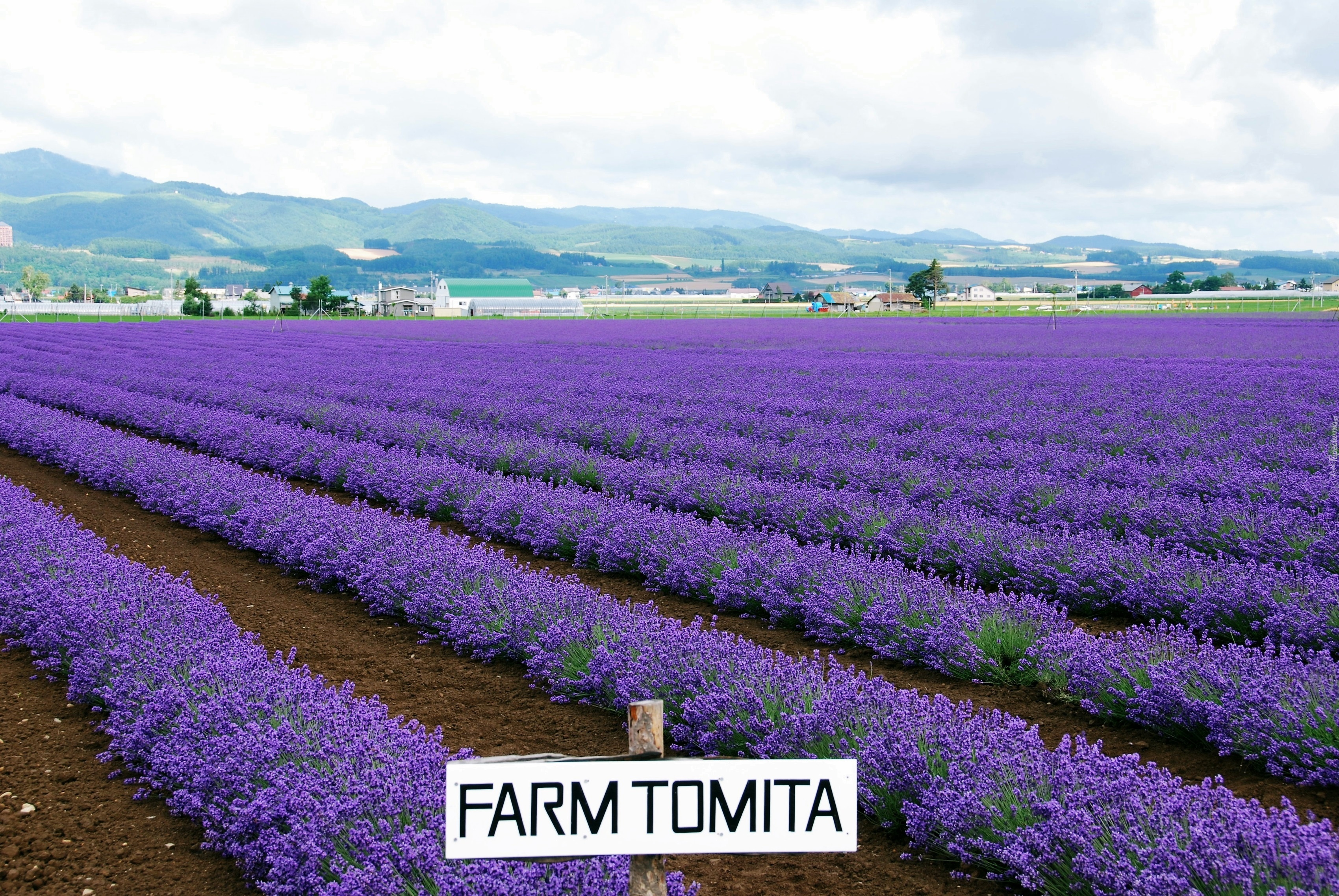 Pole, Lawendy, Farma, Tomita, W Nakafurano, Wyspa, Hokkaido