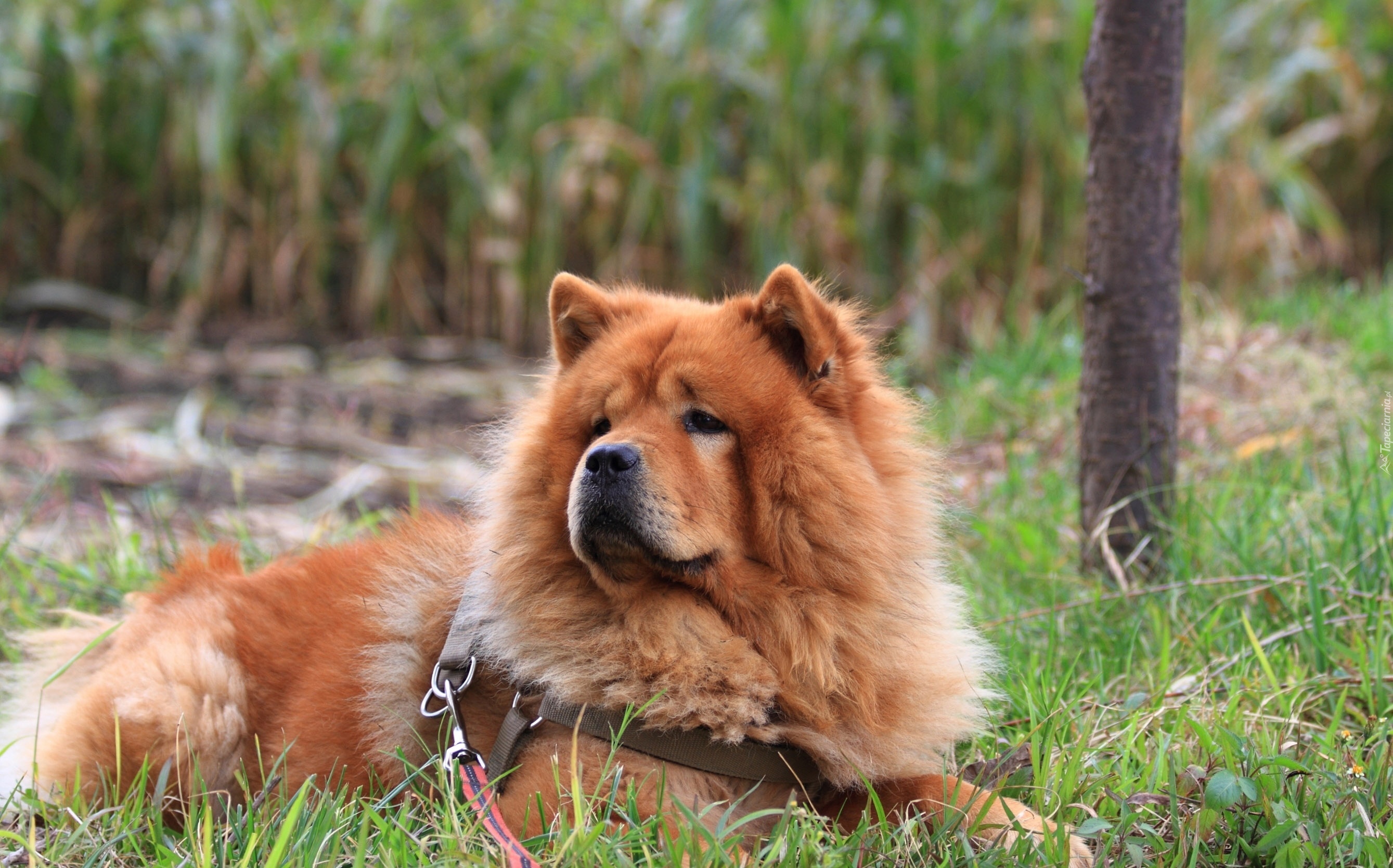 Pies, Chow chow, Trawa