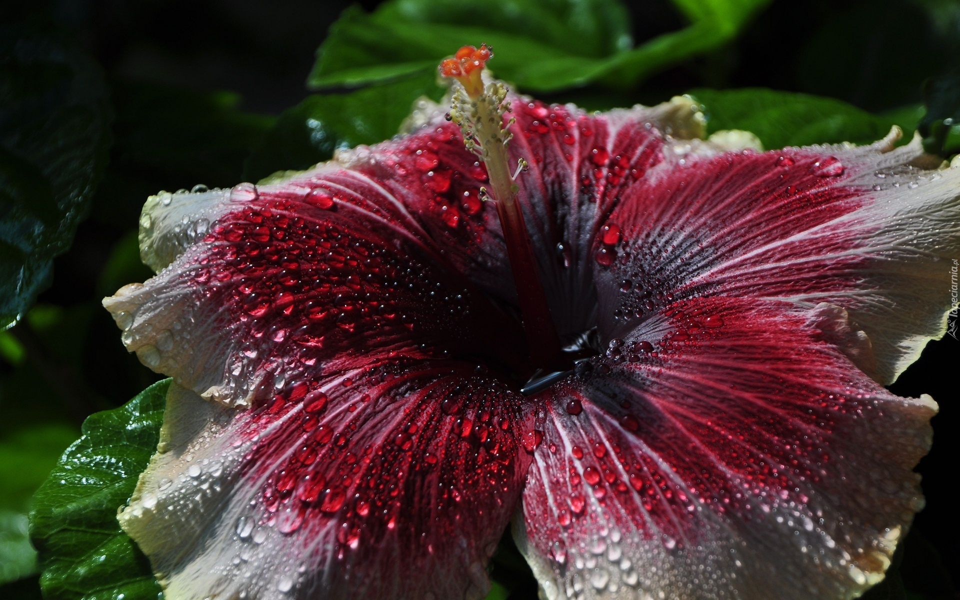 Hibiskus, Krople Rosy, Makro