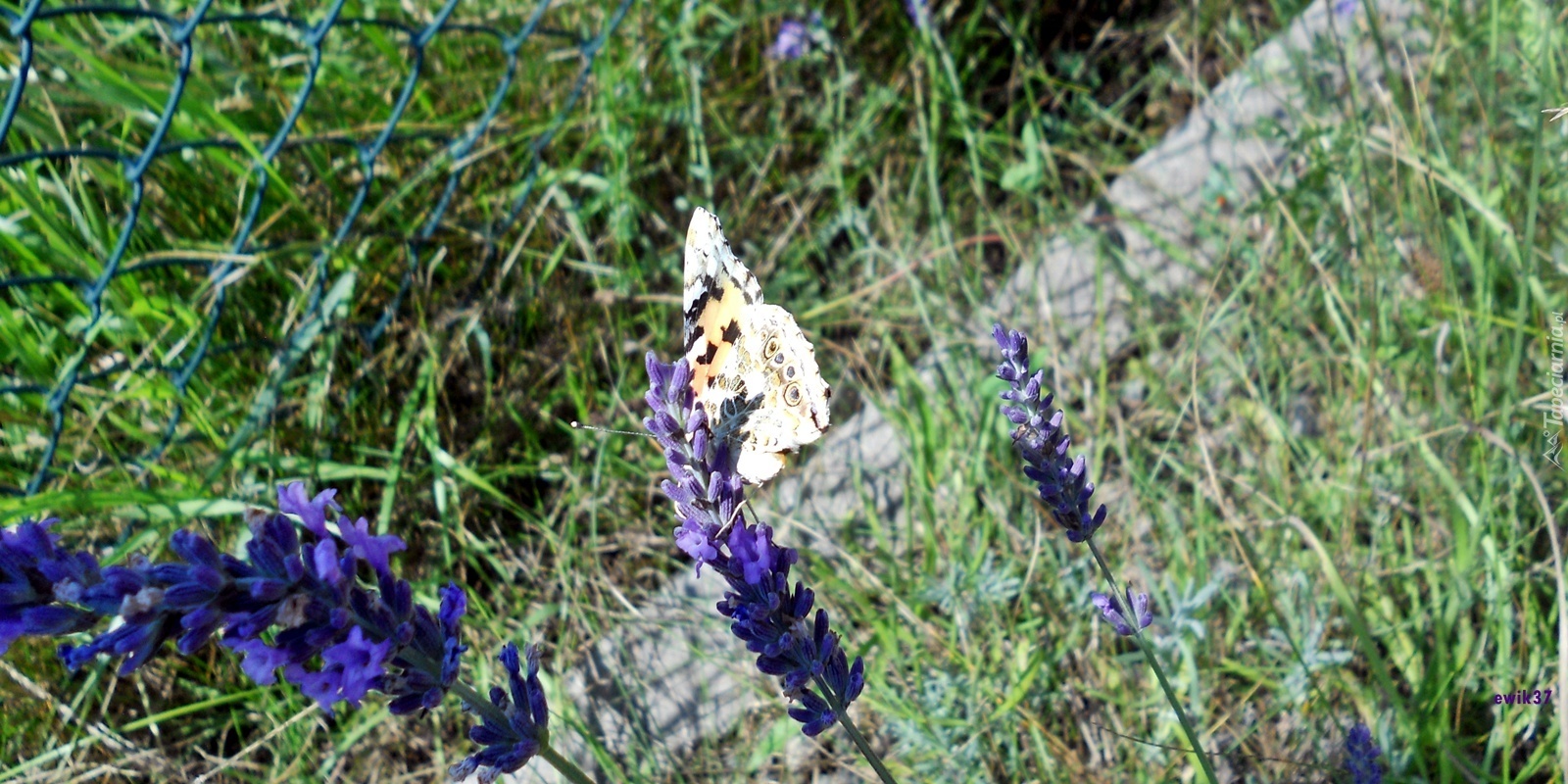 Motyl, Lawenda