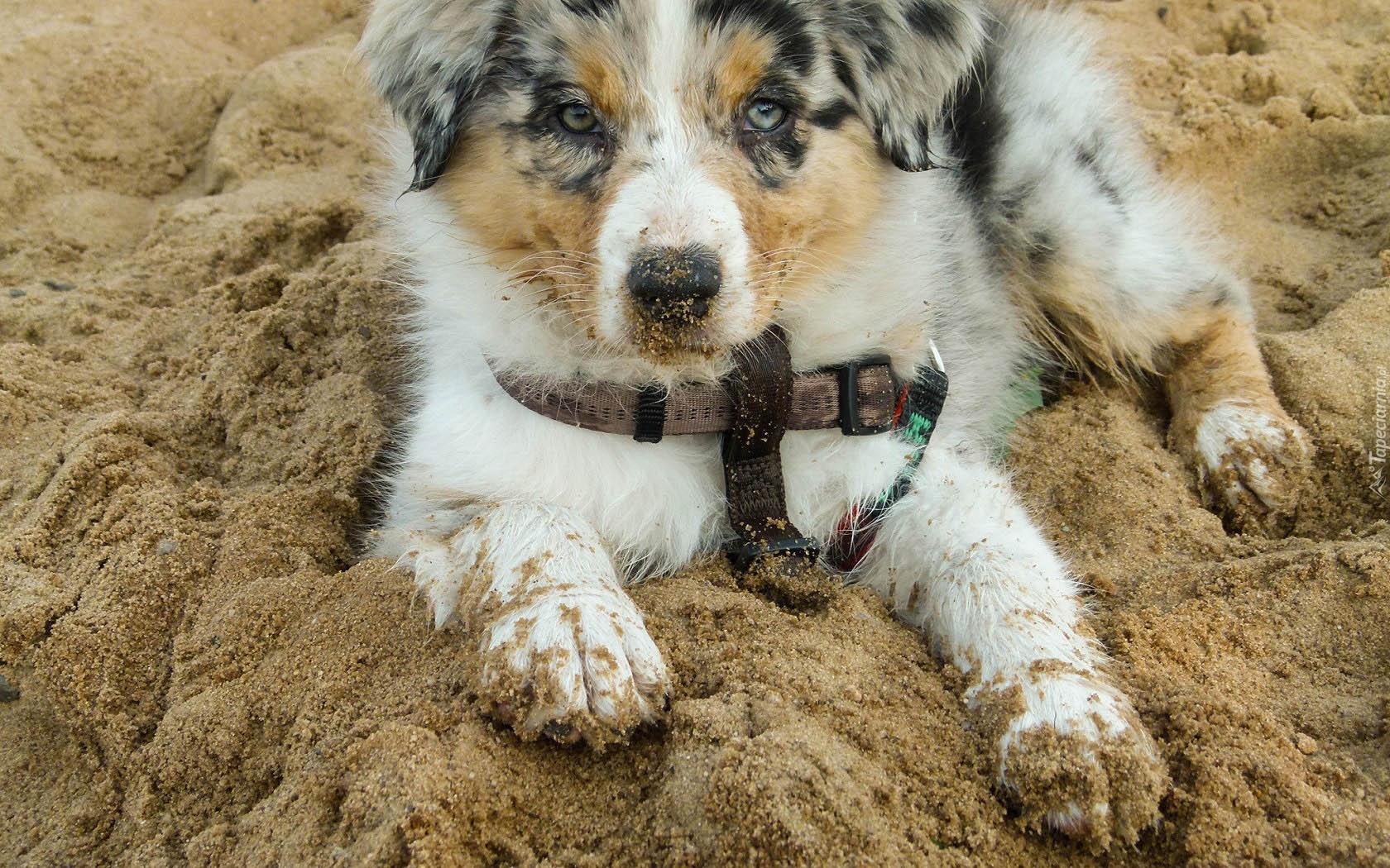 Szczeniak,  Owczarek australijski-australian shepherd